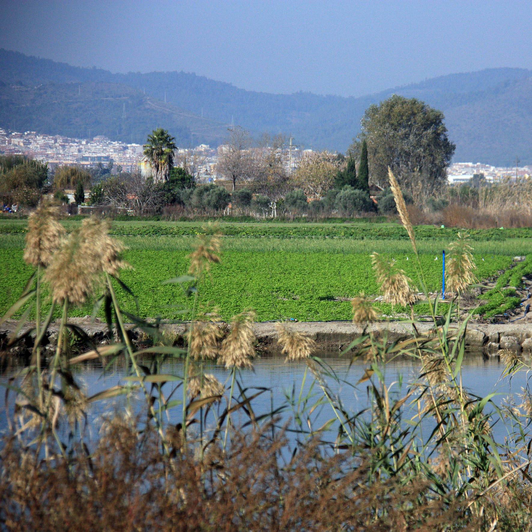 Imatge d'un camp agrícola | Cedida