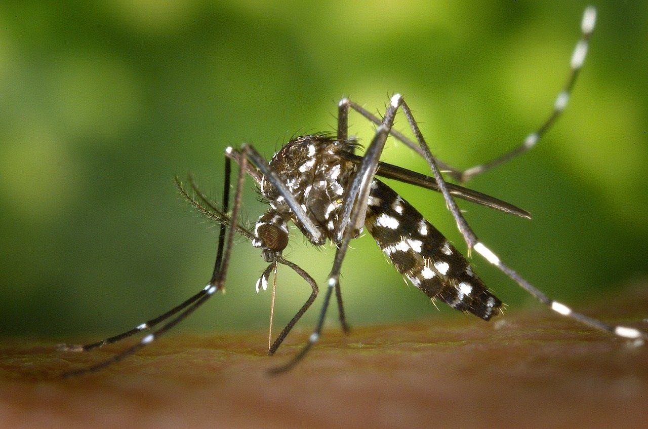 Exemplar de mosquit Aedes aegypti, transmissor del virus Zika 