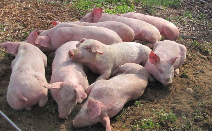 La producció de carn de porc a Catalunya és la més alta de l'Estat