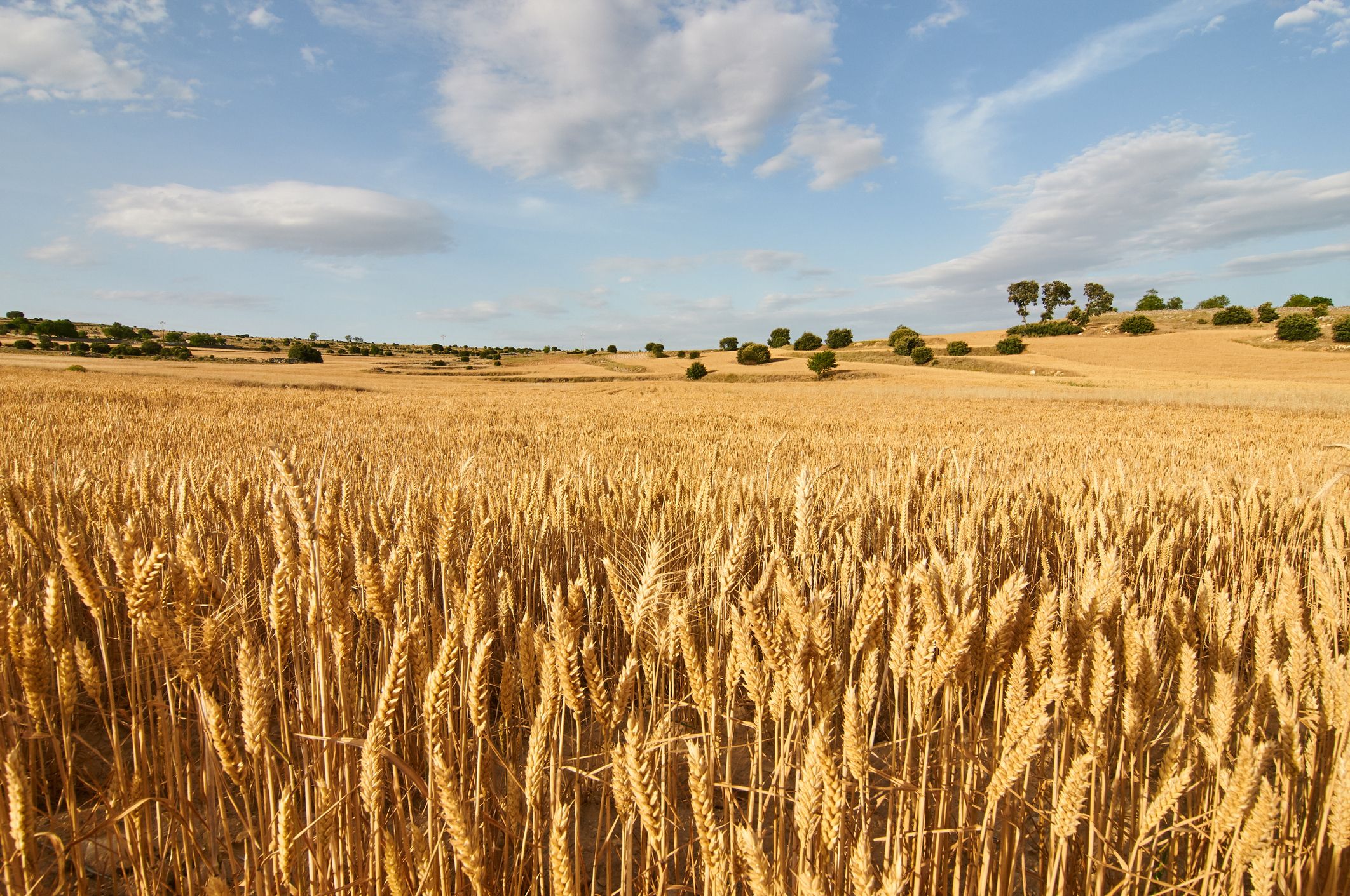 La producció de cereals s'ha vist amenaçada per la fluctuació de preus | iStock