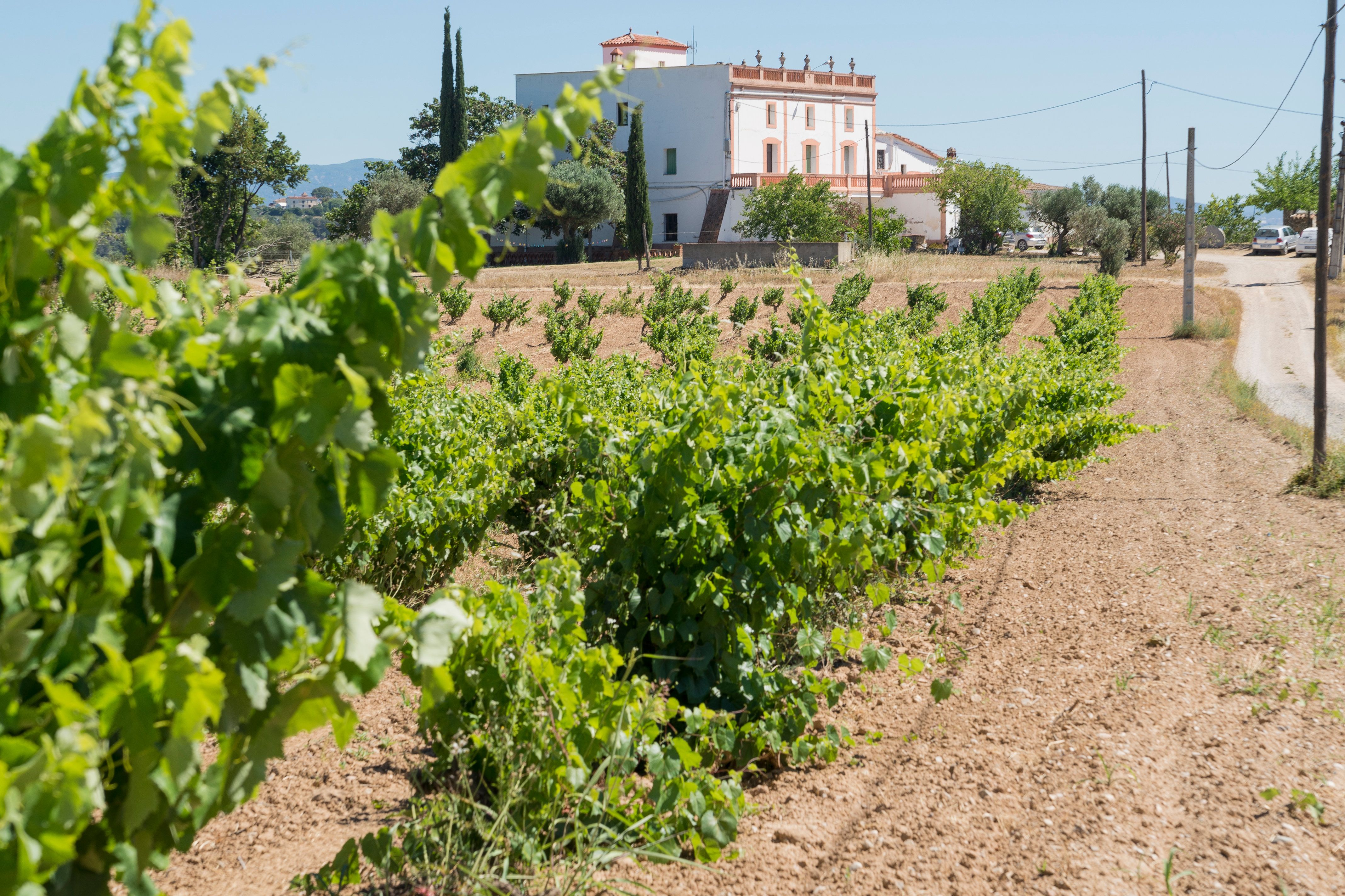 Les vinyes dels terrenys on Grup Ametller Origen té planejat l'Agroparc | ACN