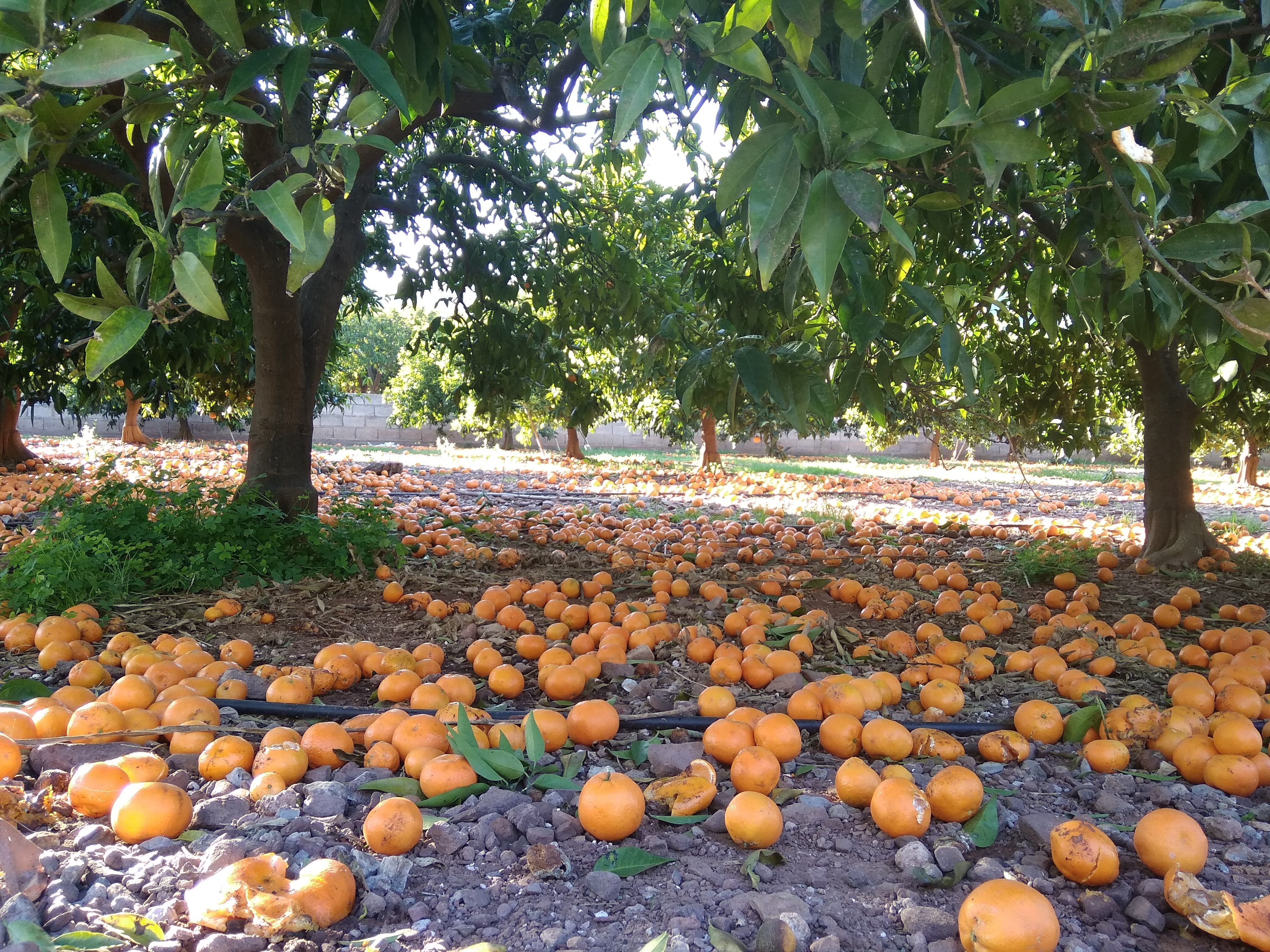 La naranja valenciana en el tierra del campo a la localidad de Faura (Valencia) | RA