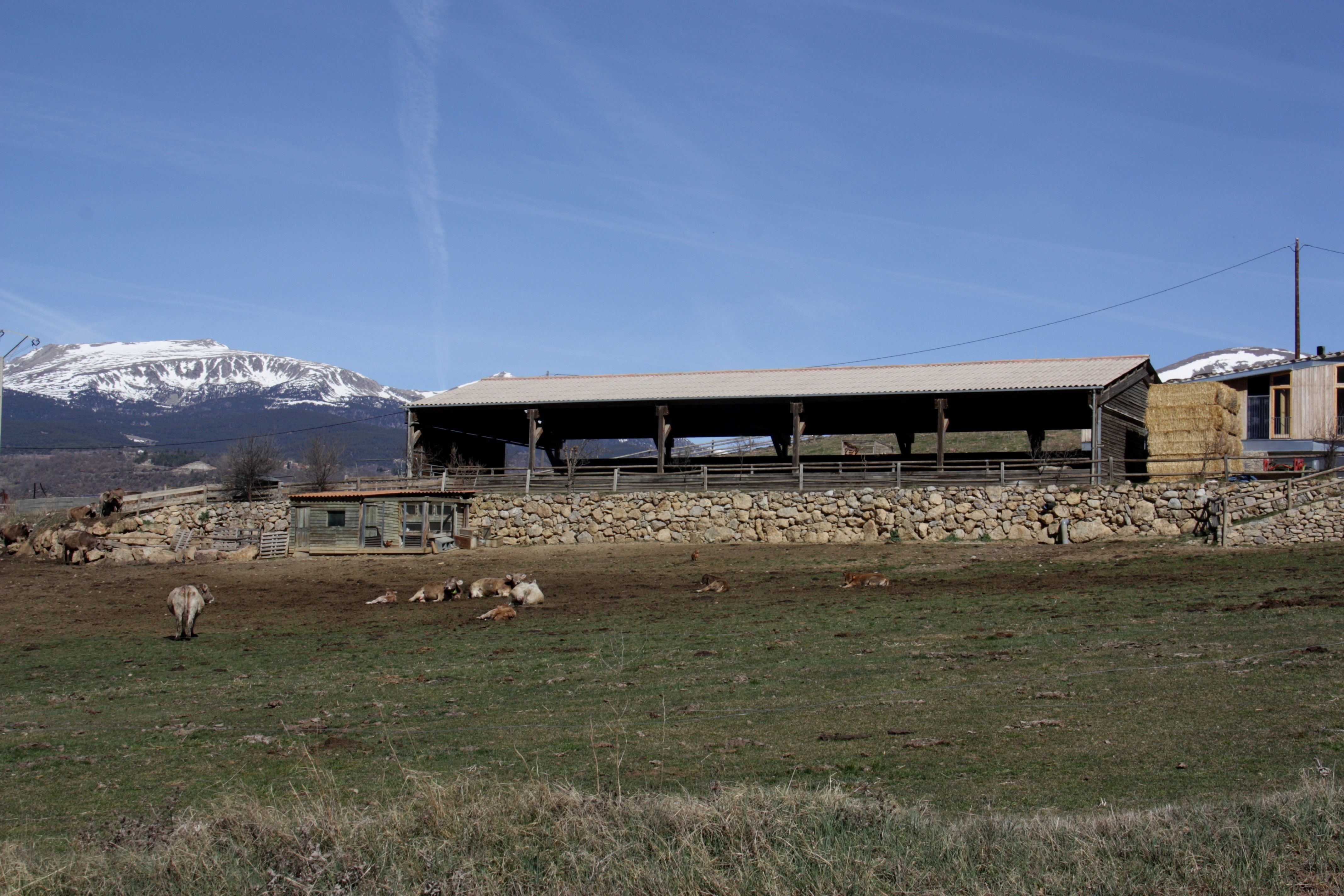 Imatge de diverses vaques pasturant a l'exterior de la finca Cal Calsot de Montellà i Martinet | Cedida