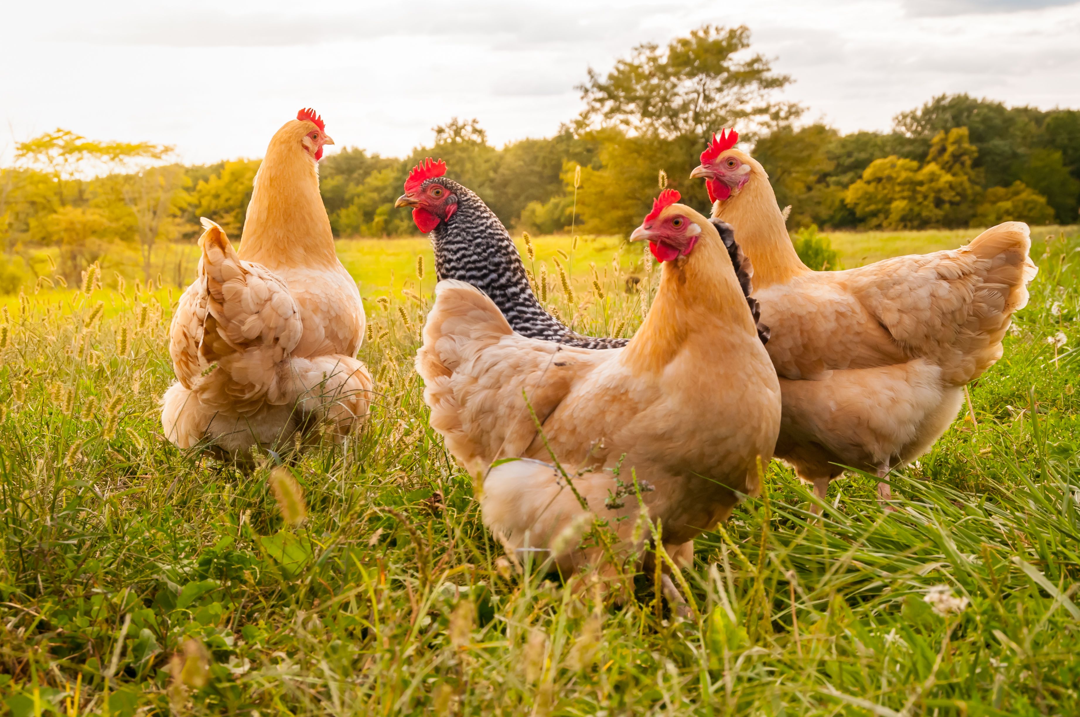 Aldi deixa de comercialitzar ous de gallines engabiades per lluitar contra el patiment animal |iStock