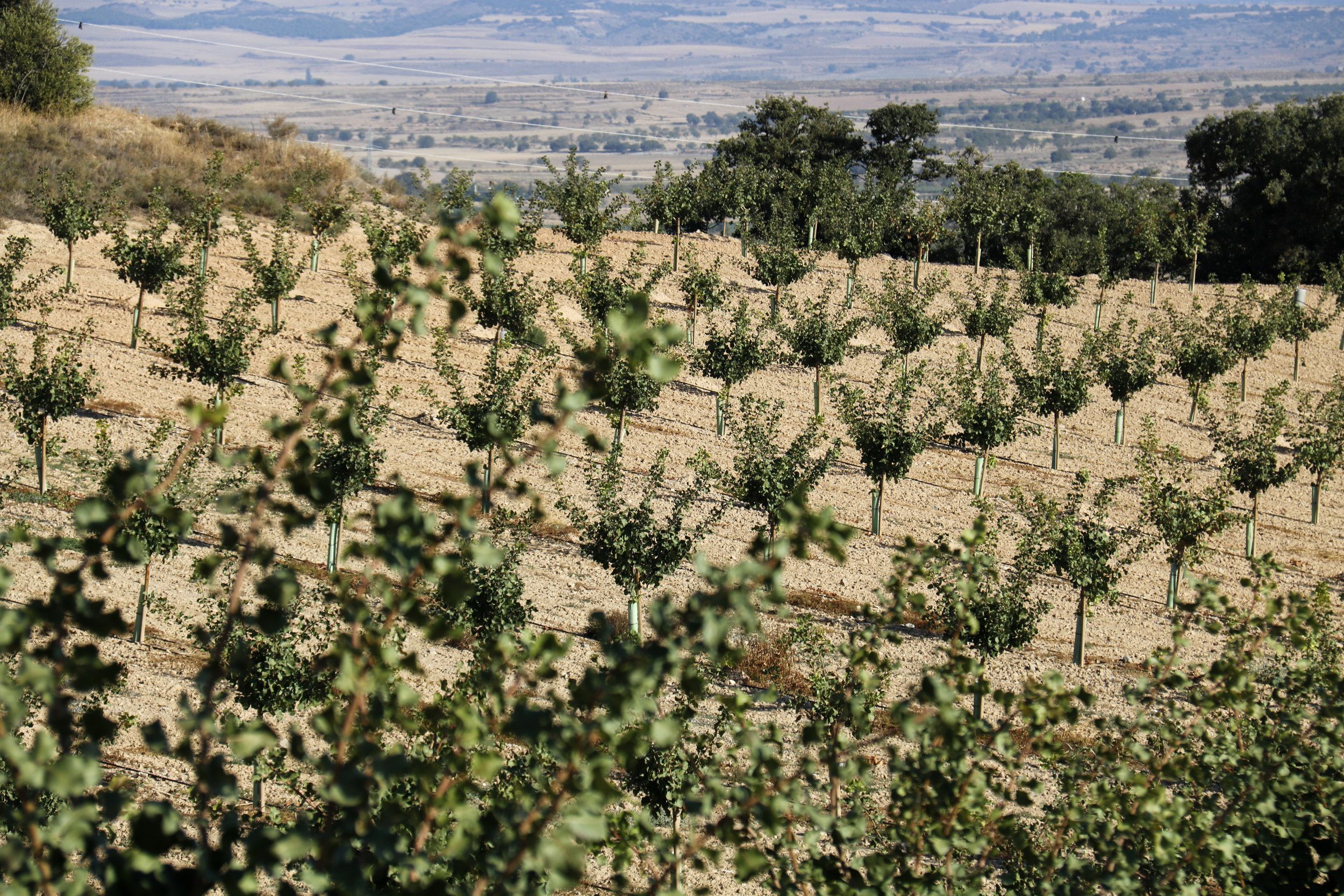 Pistachos plantados a Mas Colom a Tàrrega | ACN