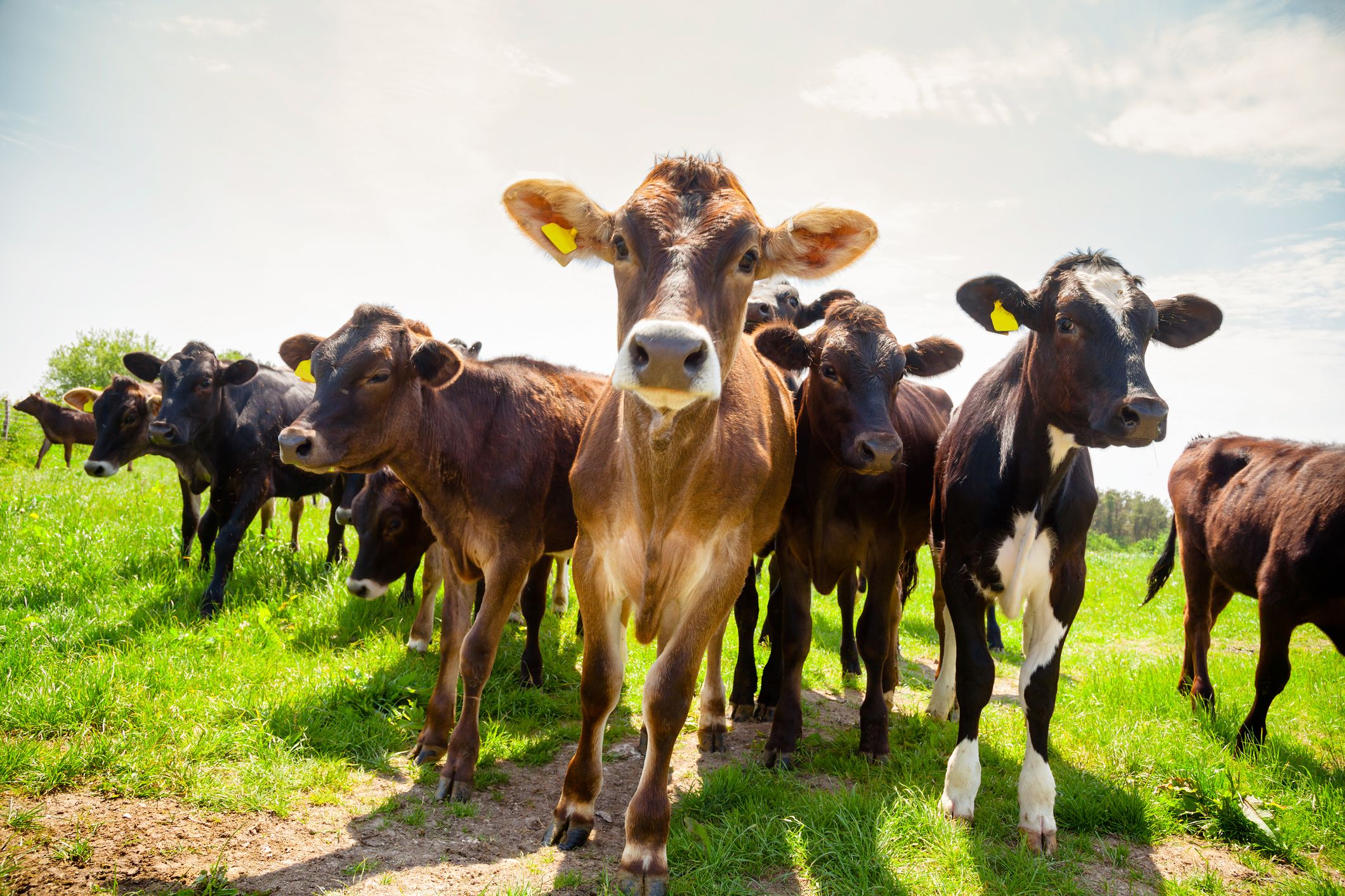 Els tòpics diuen que l'agricultura i la ramaderia contribueixen molt al canvi climàtic