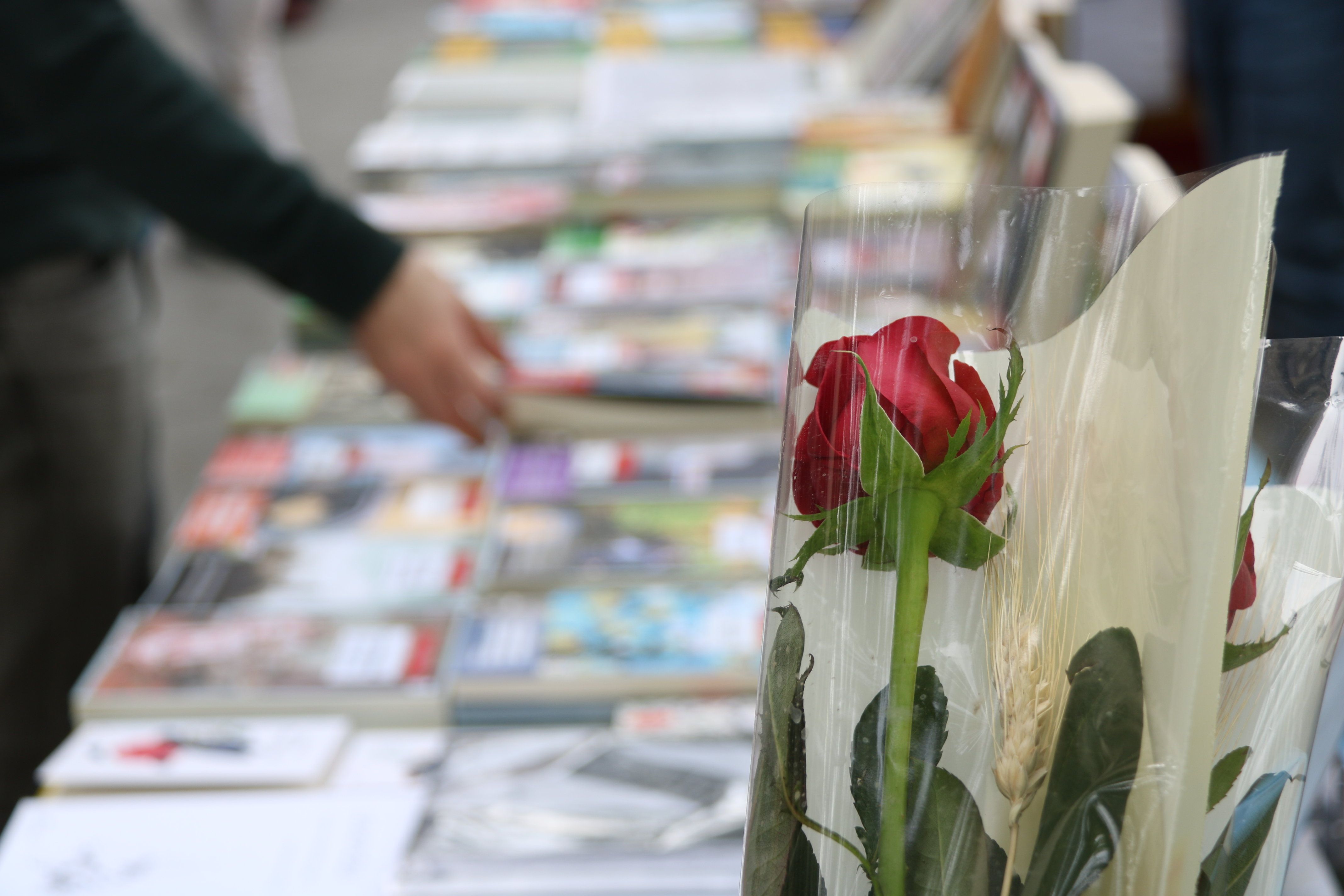 Una rosa roja con los libros de una parada en segundo plan al Paseo de Gràcia | ACN