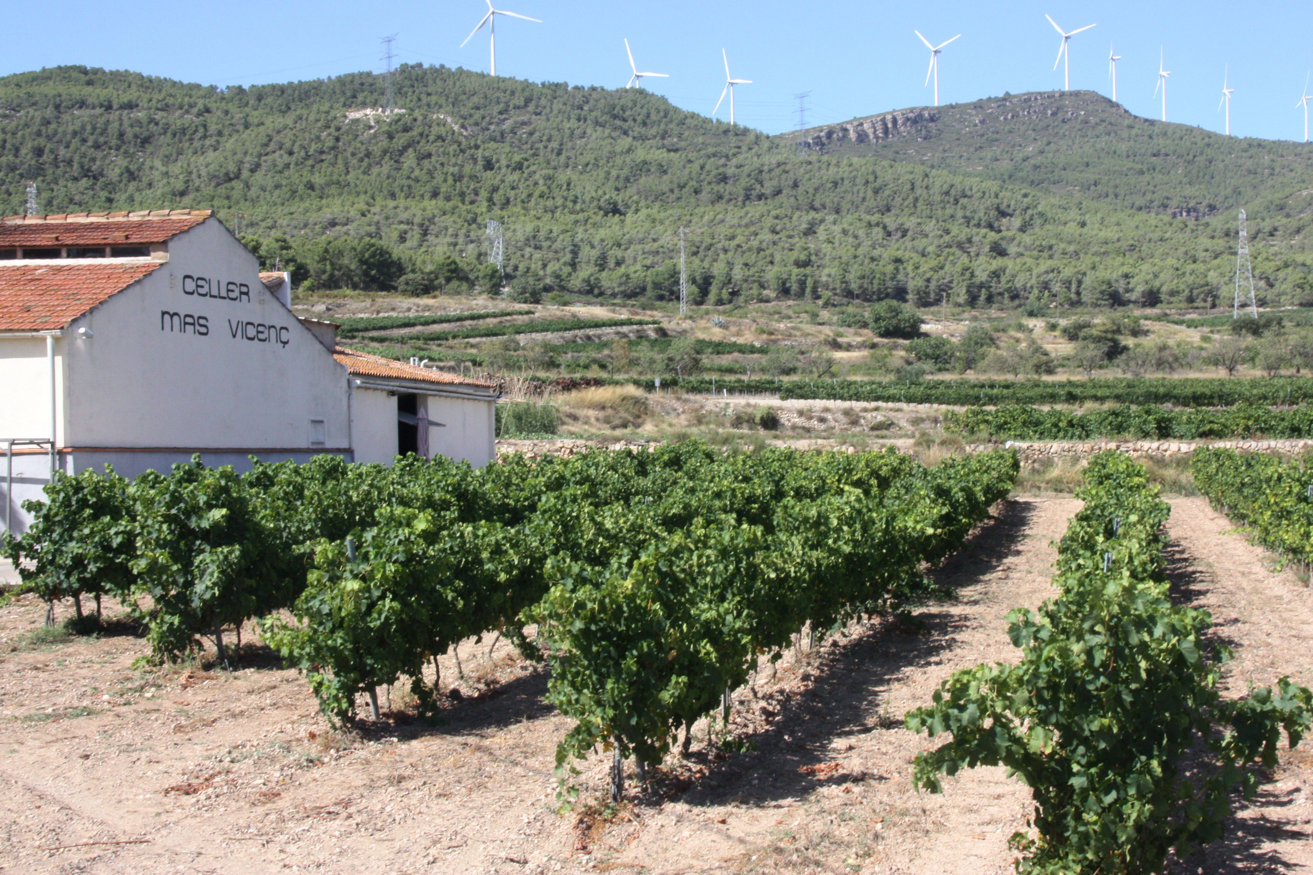 La DON Tarragona espera un incremento de producción del 10%