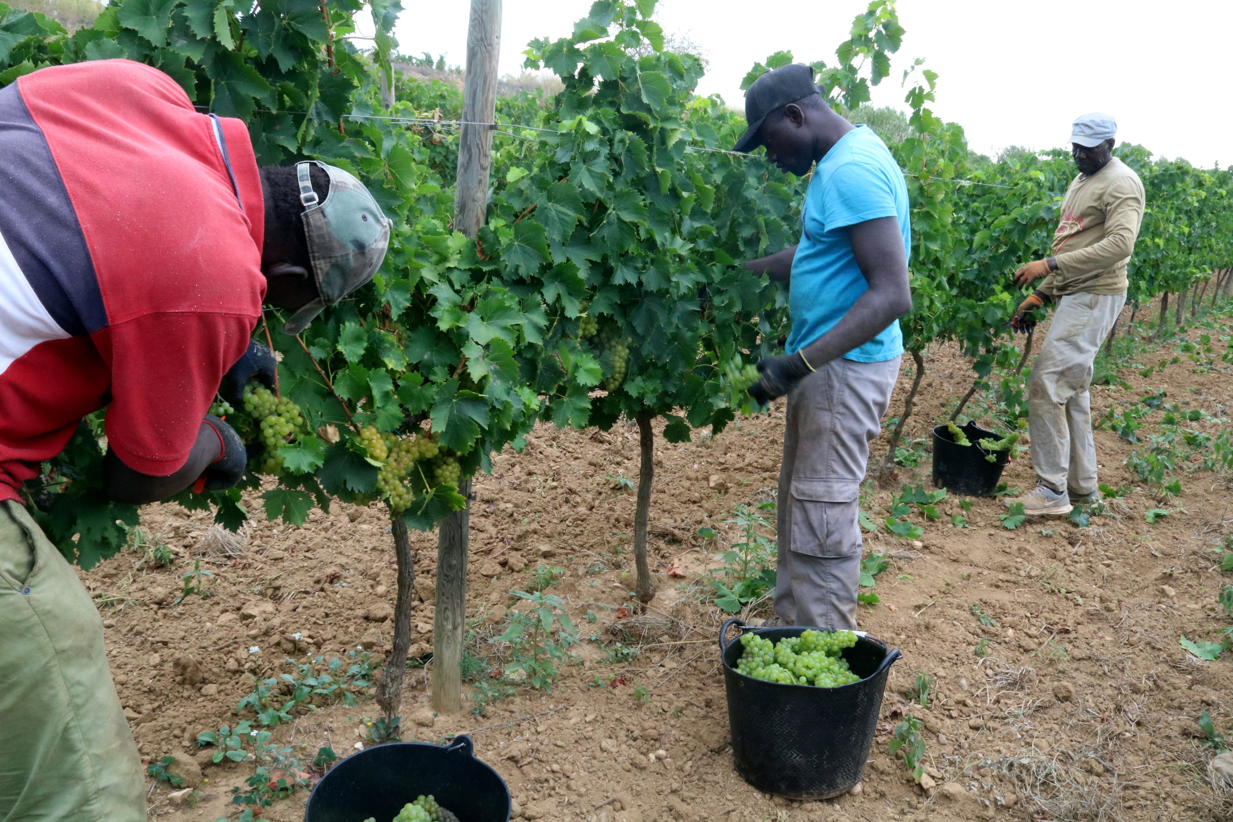 Trabajadores cosechando balsäm en una viña de la Bodega Gramona | ACN