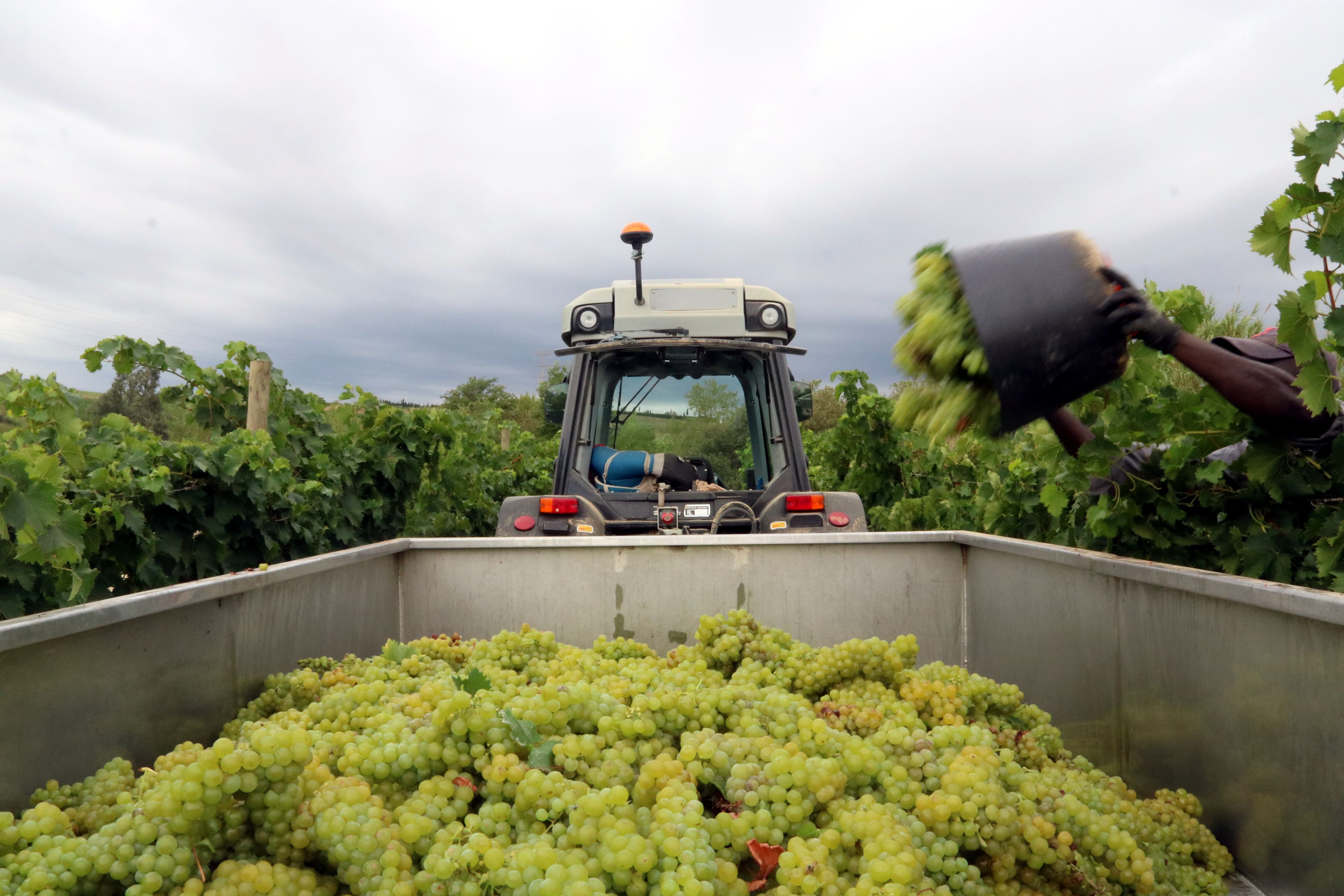 Un treballador amb un cistell de raïm al remolc d'un tractor | ACN