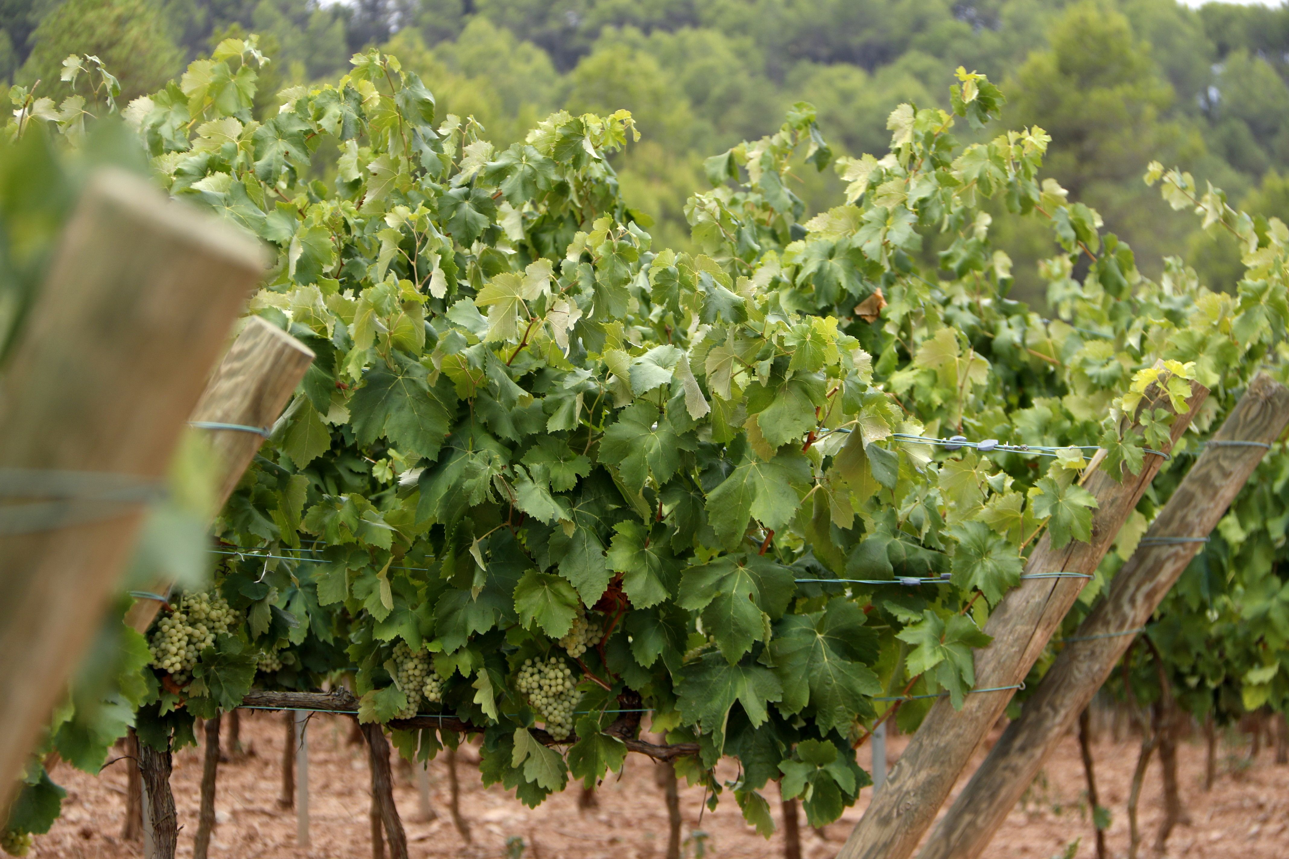 Las grandes empresas del cava hunden el precio de la balsäm