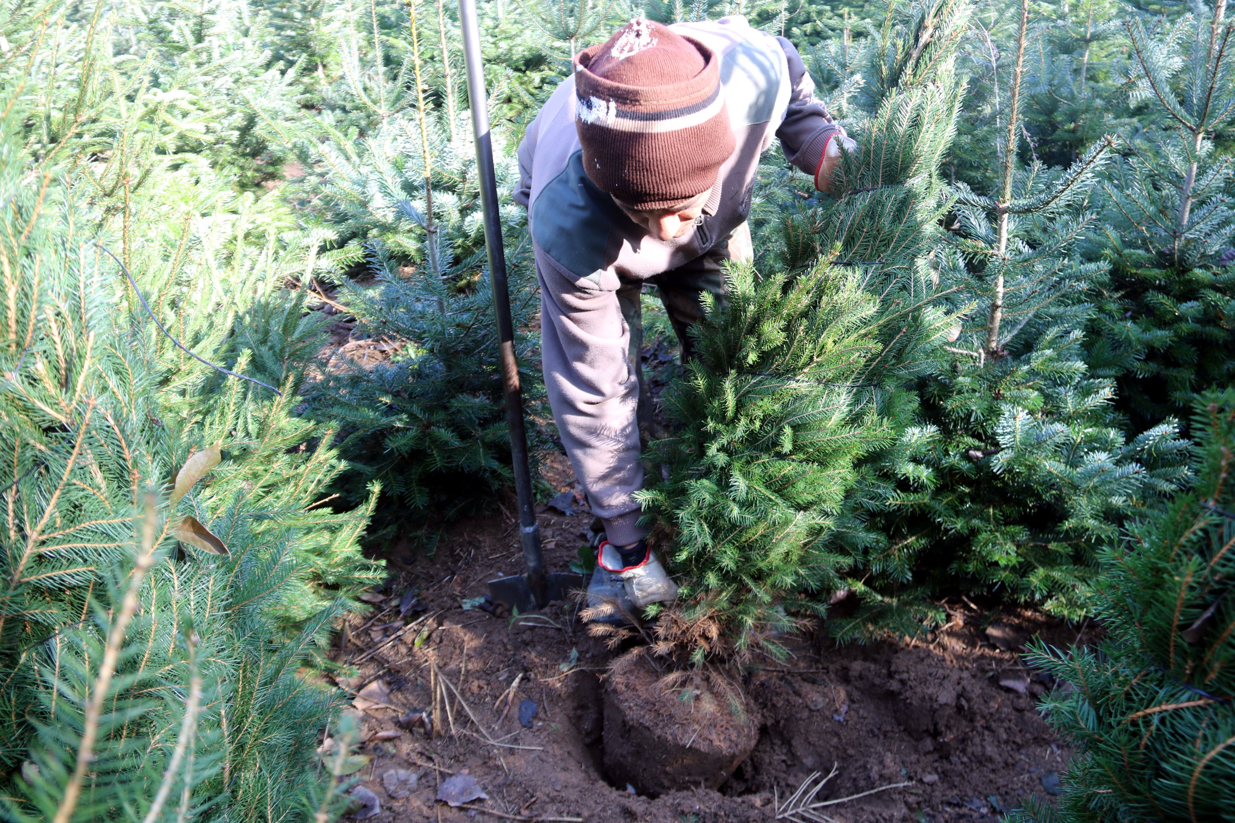 Un productor de árboles de Nadal arranca abetos en Espinelves | ACN