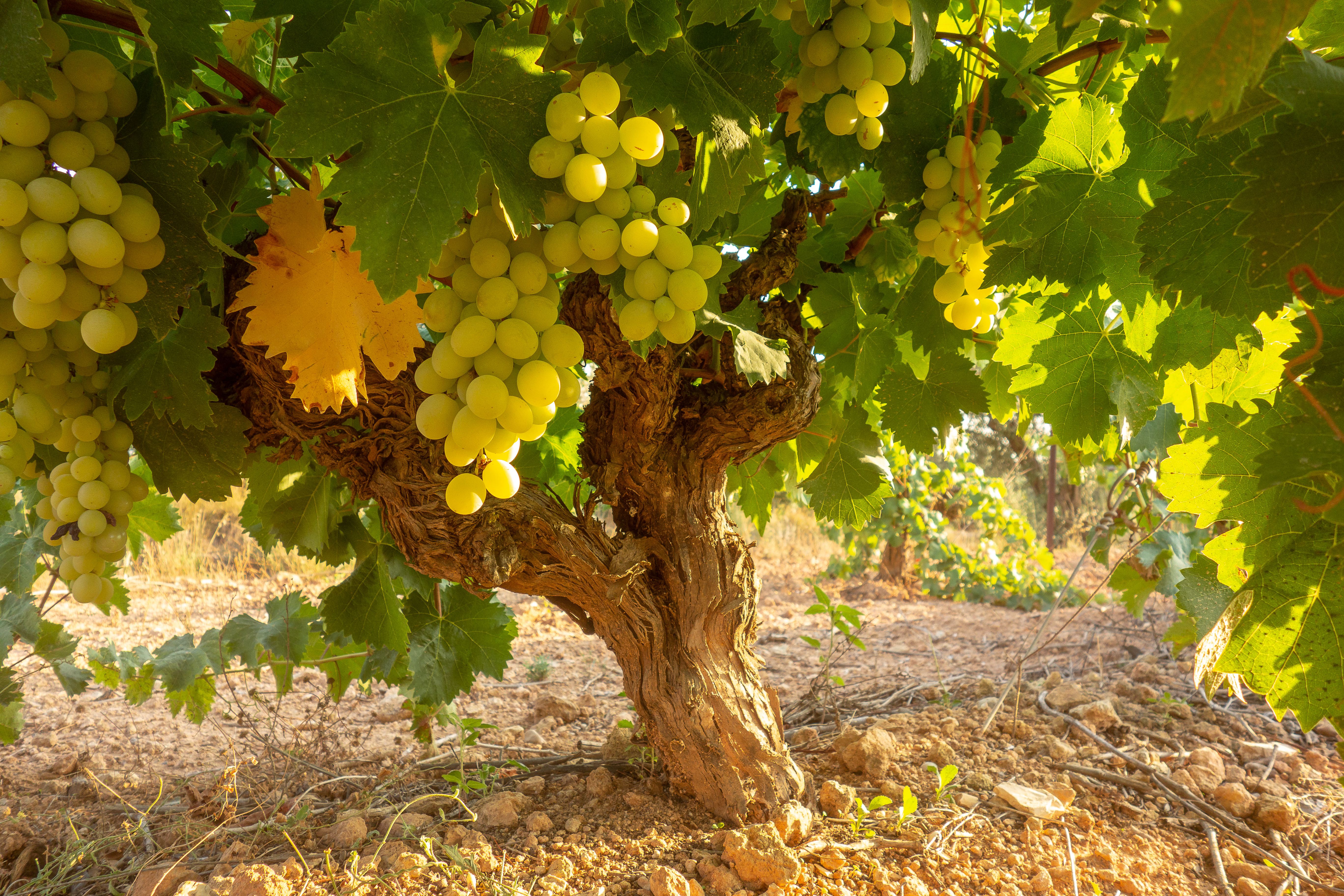 Codorníu producirá cava con balsäm ecològic | iStock