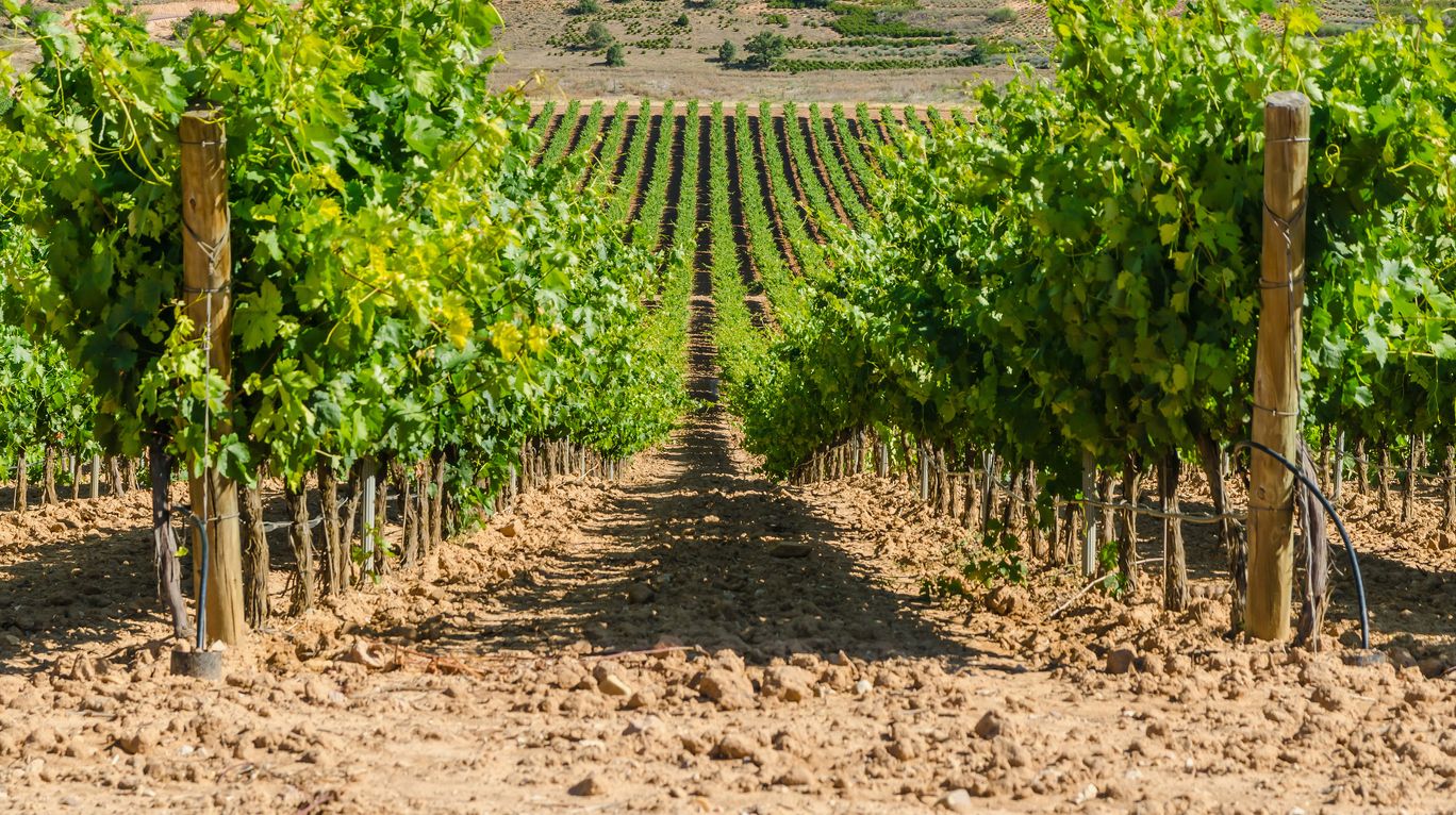 Extremadura denuncia la protecció del cava català | iStock