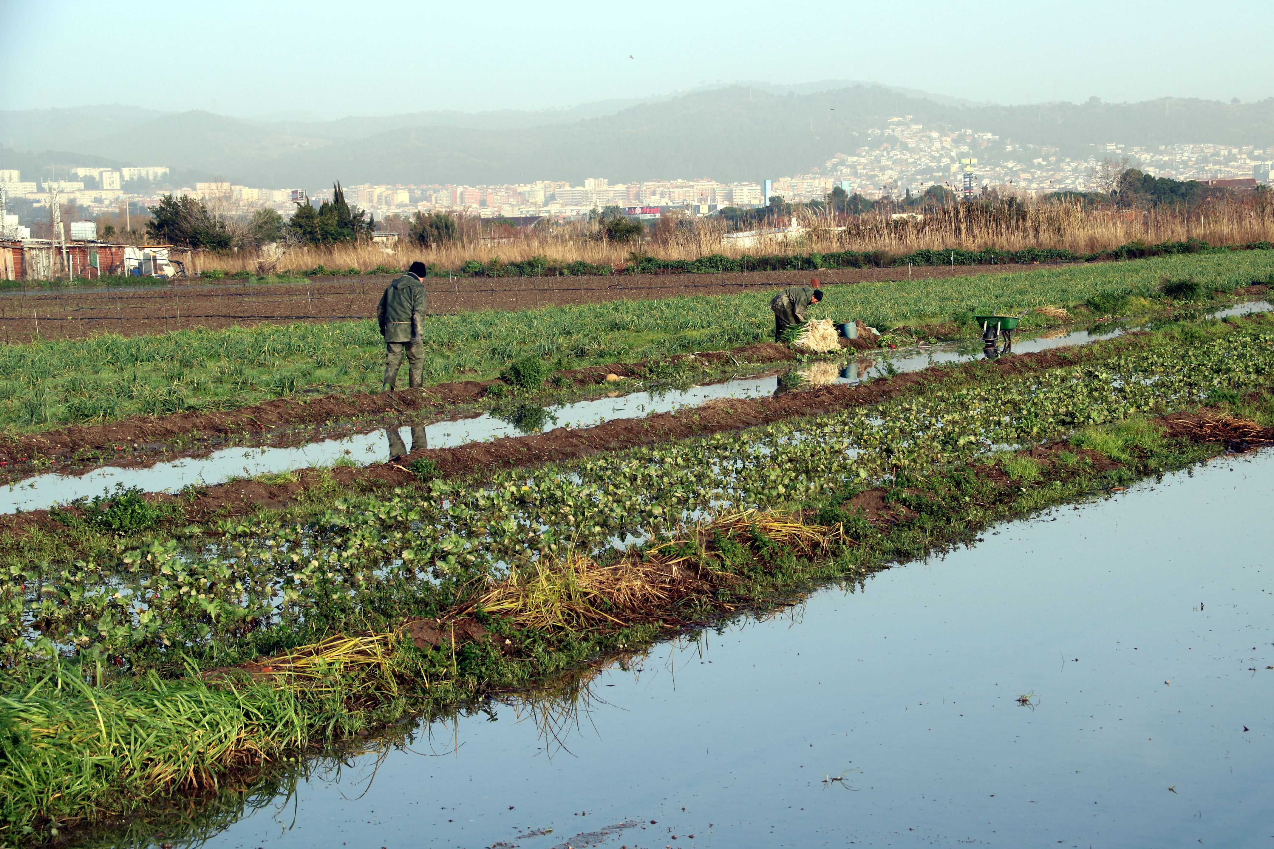 Labradores cosechando en unos campos de Gavà. | ACN