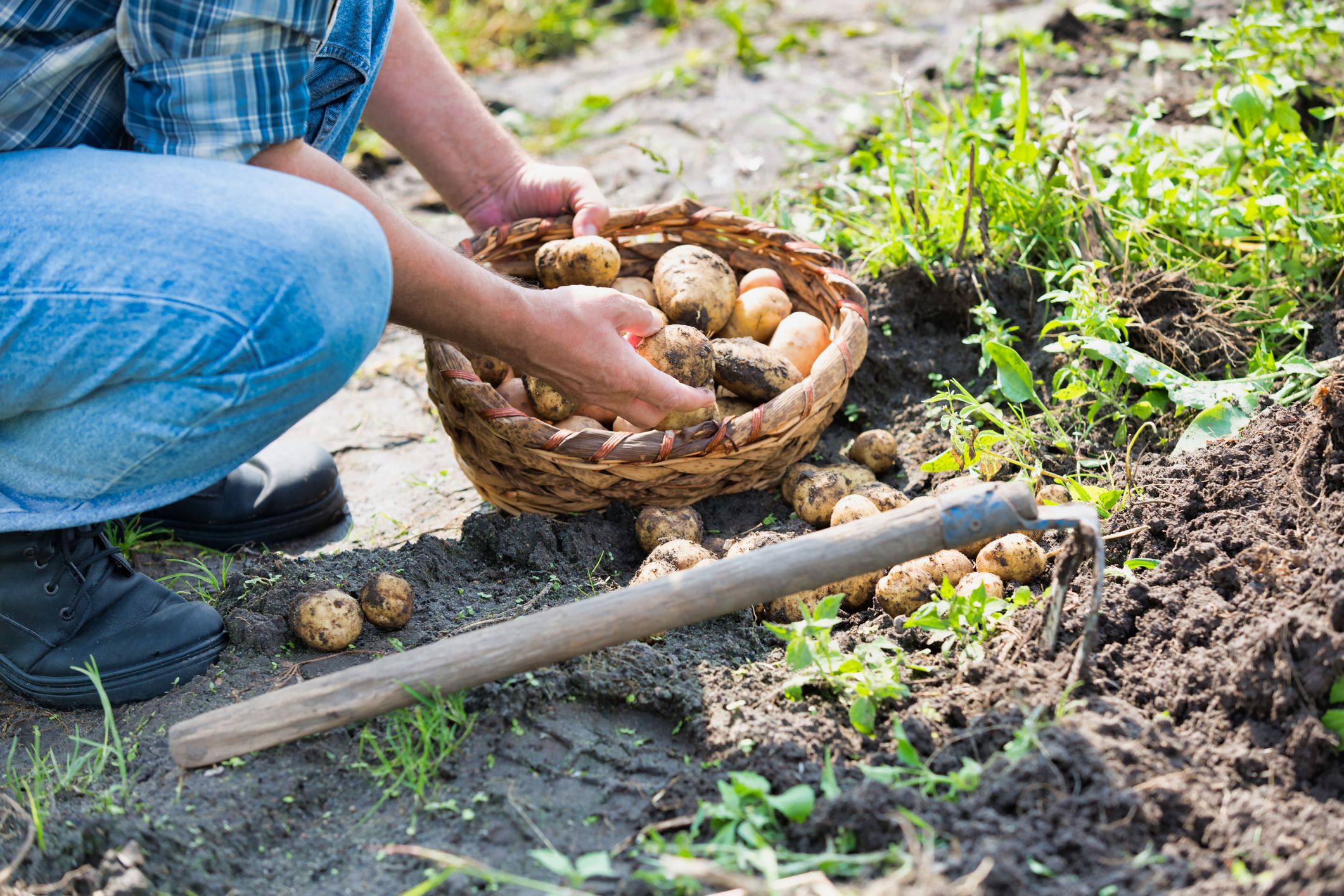 Las manos de un agricultor, trabajadores esenciales en esta crisis | iStock