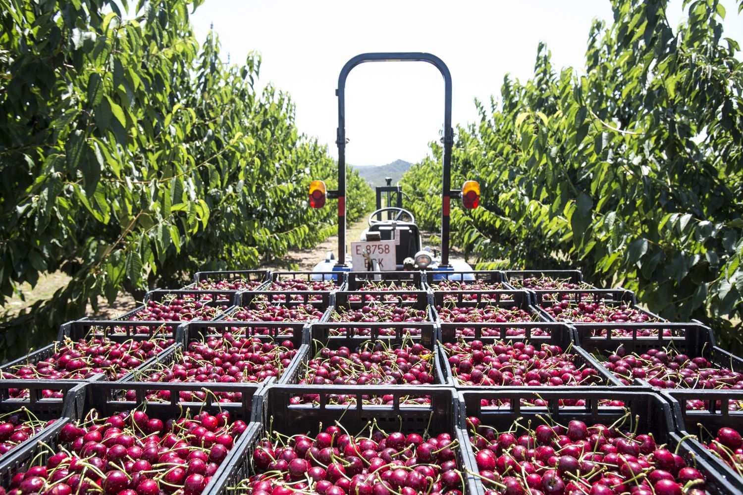 Cerima Cherries és el principal productor de cireres de Catalunya. | Cedida