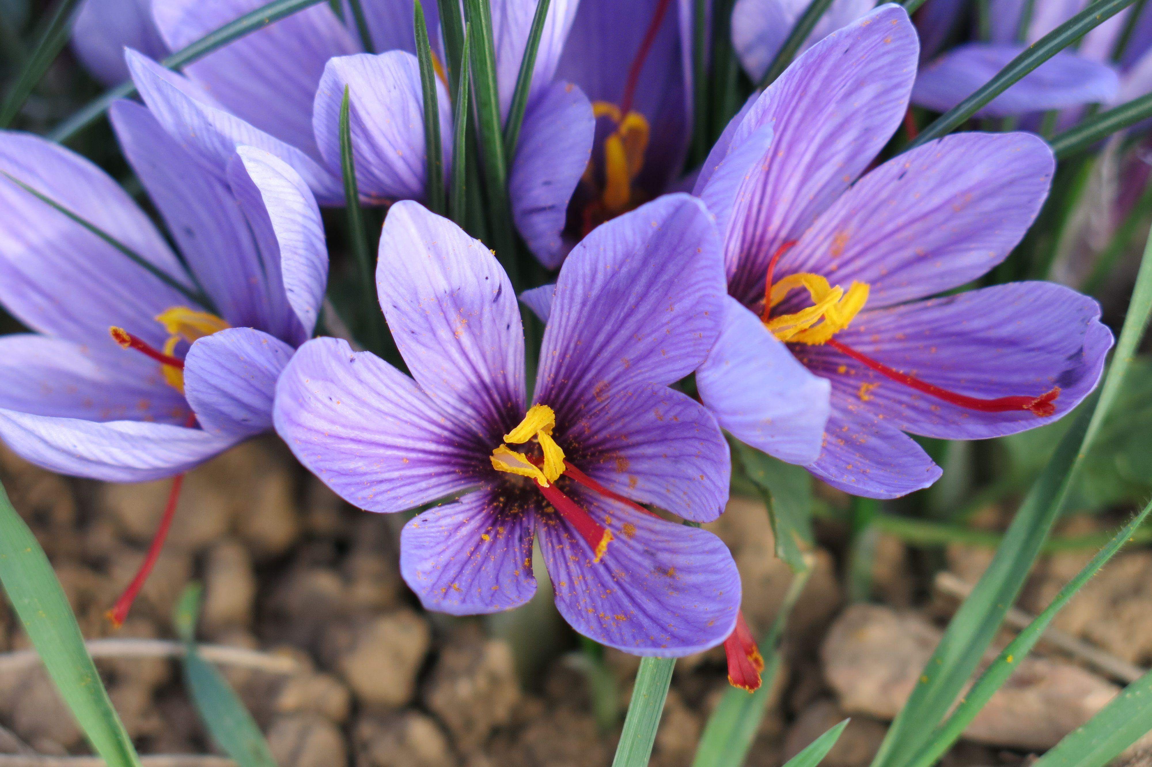 La flor del safrà