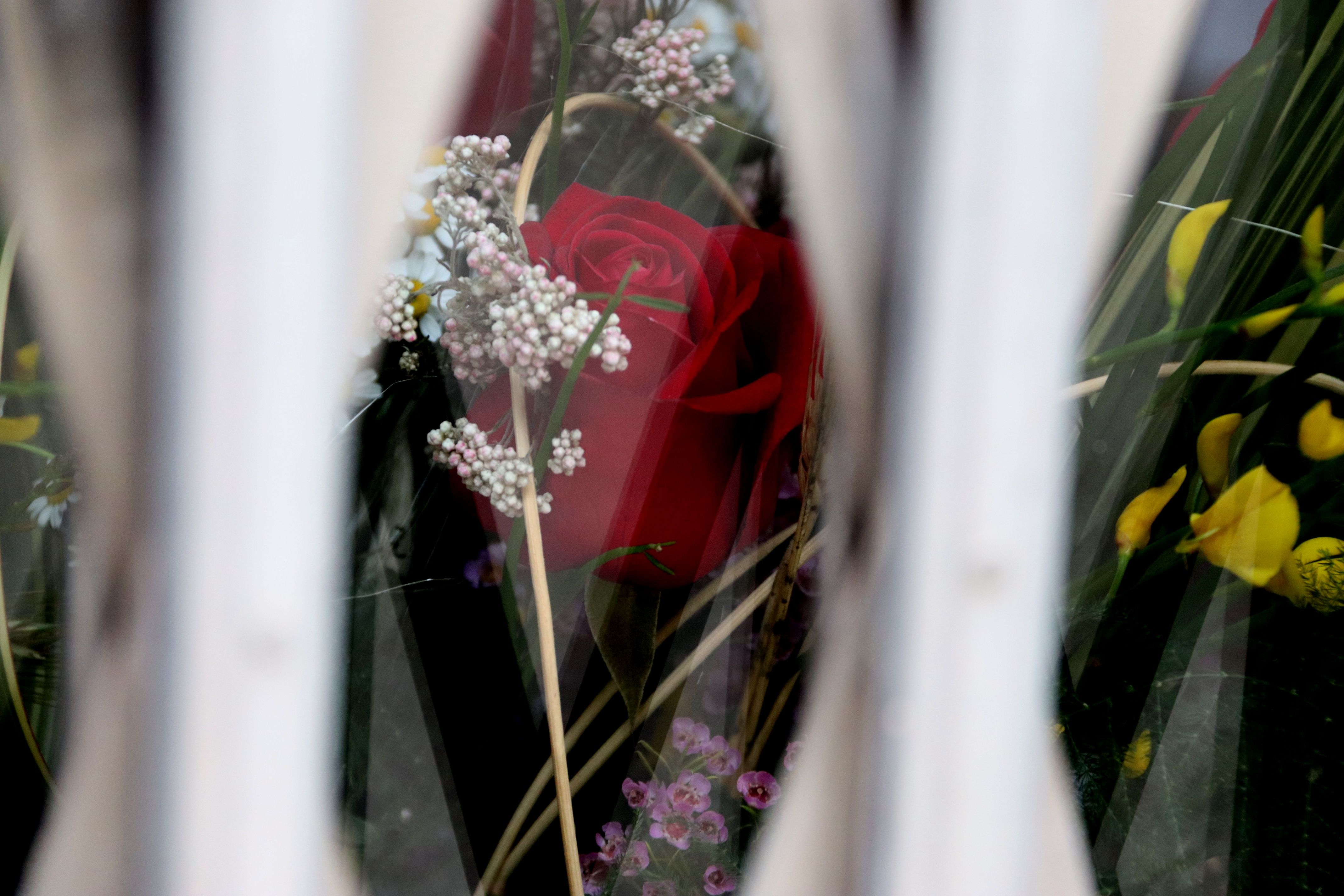 Una rosa al escaparate de una floristería cerrada durante la fiesta de Sant Jordi | ACN