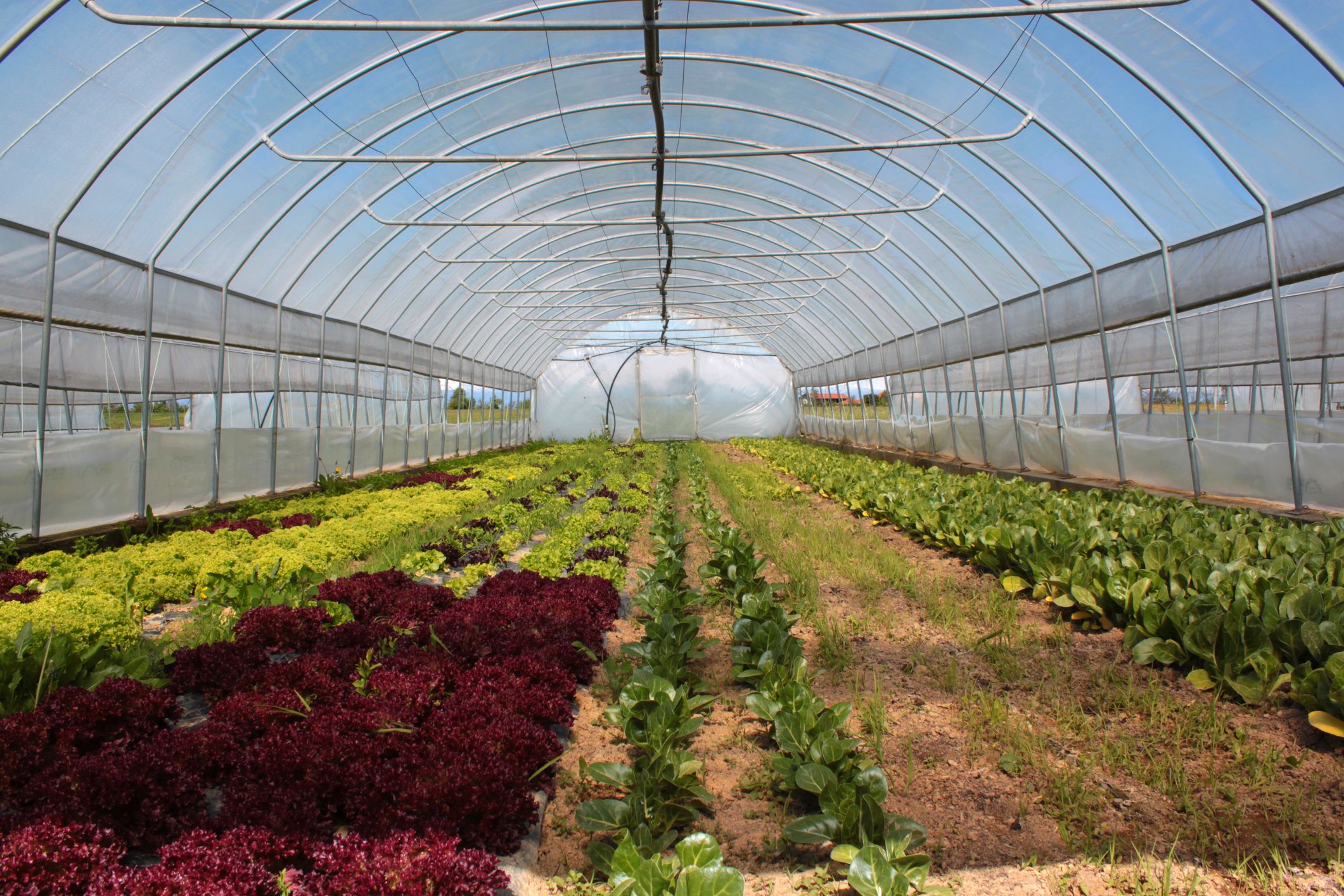 Un hivernacle agrícola. | iStock