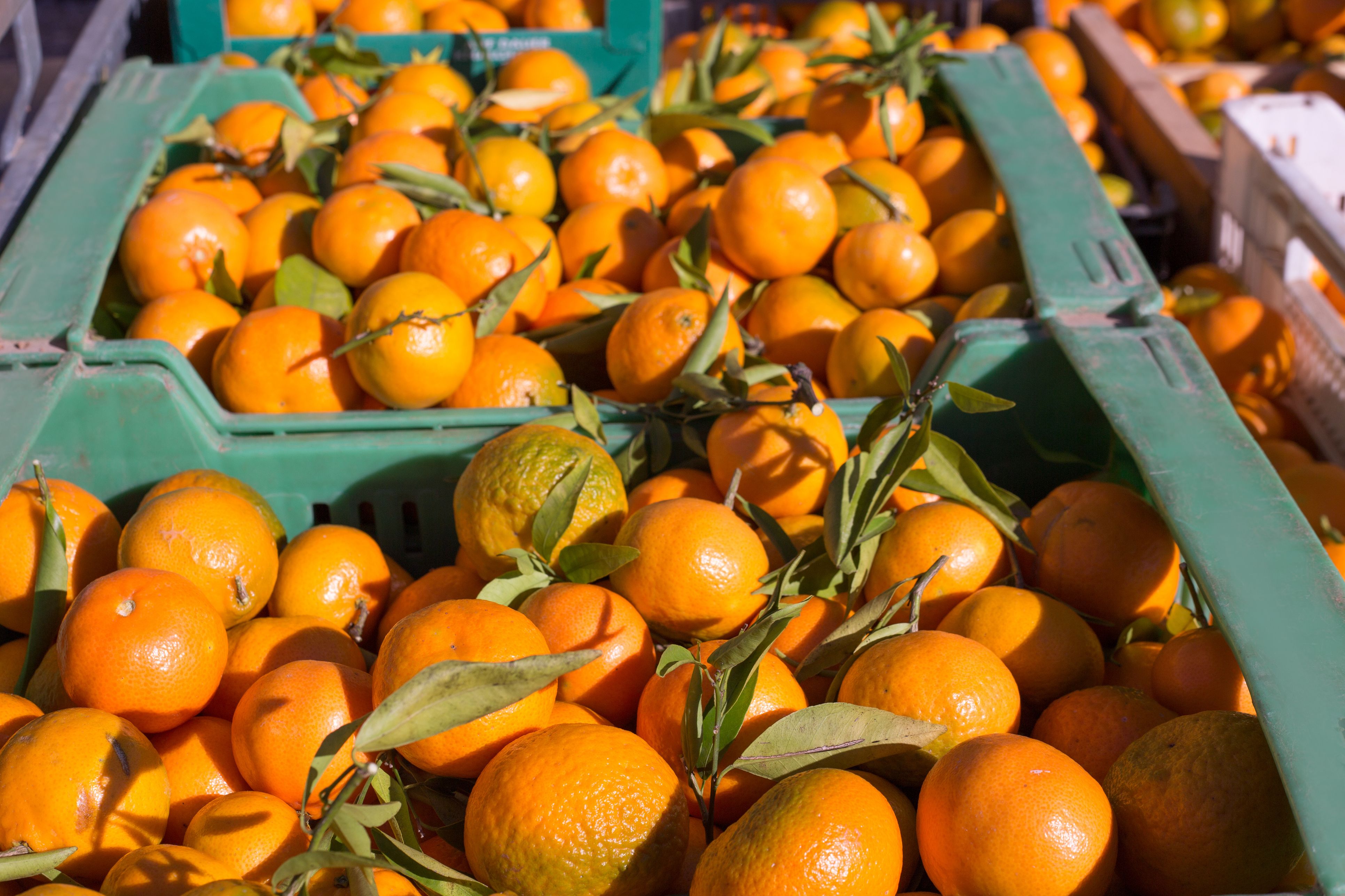 Com afecta la rendibilitat de la taronja valenciana aquests tractats internacionals? | iStock 