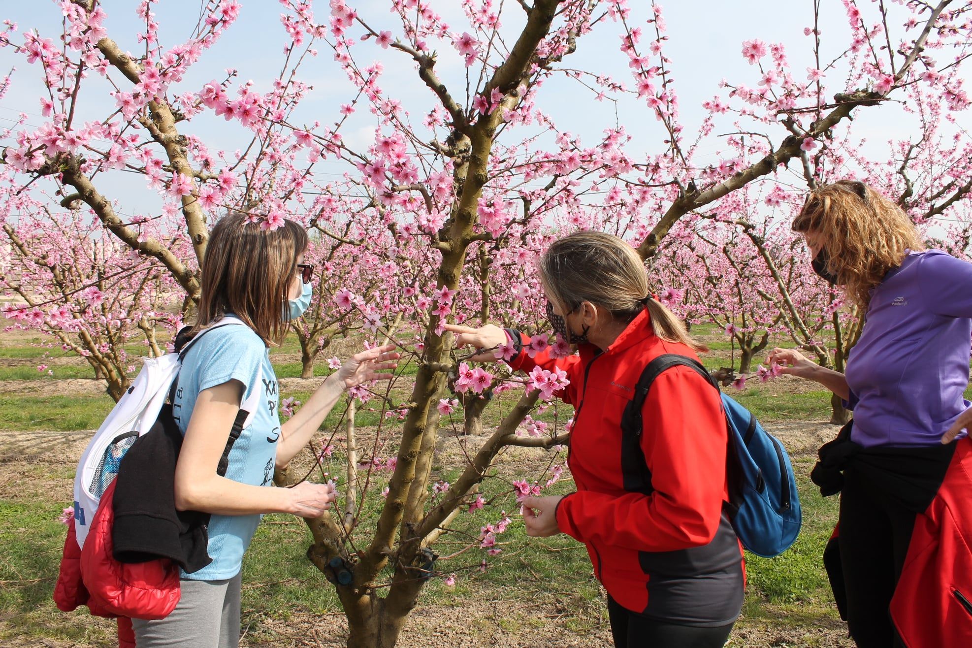 Turistes passegen pel camp a Aitona | ACN