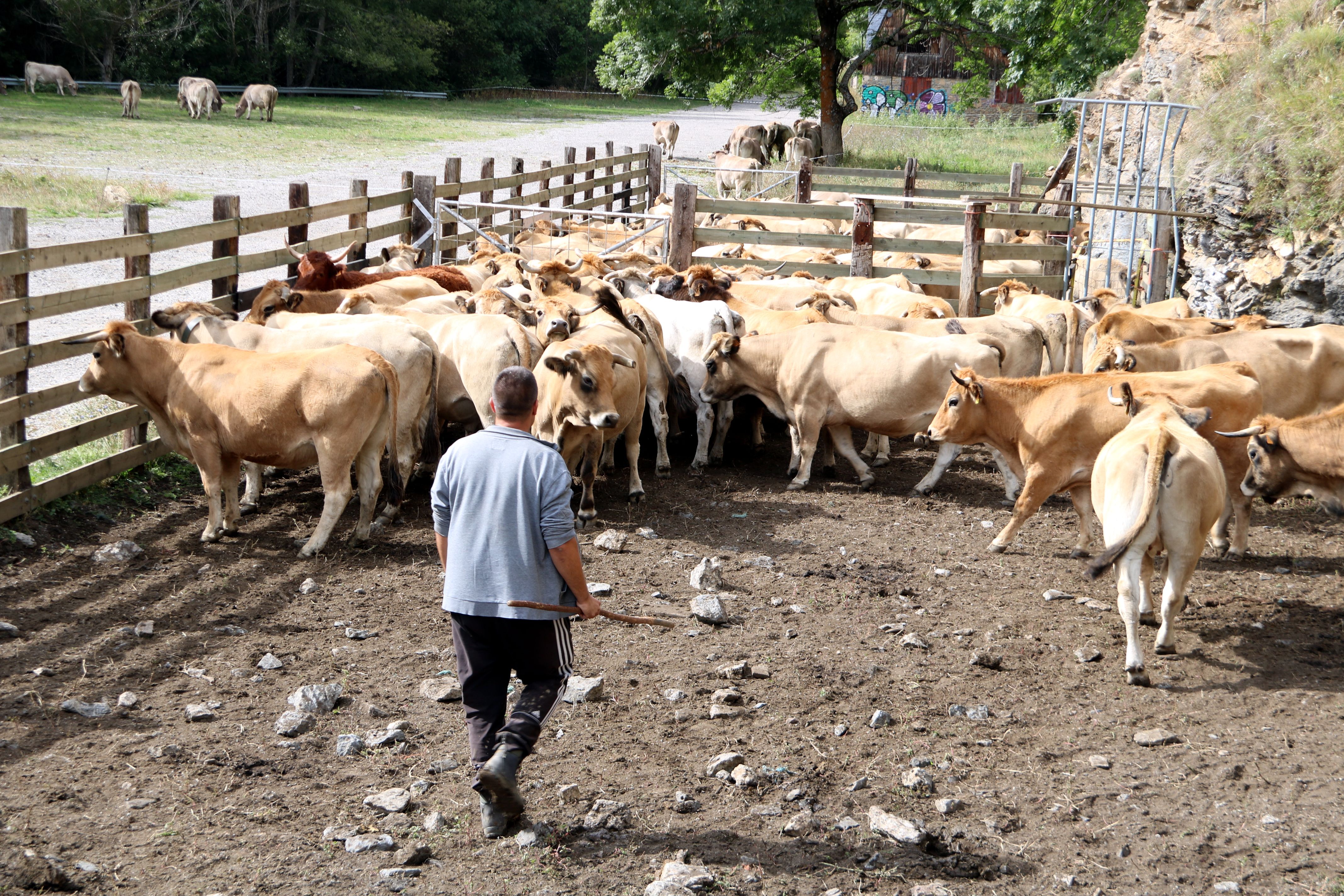 Un ramader amb vaques al Pallars Sobirà | ACN