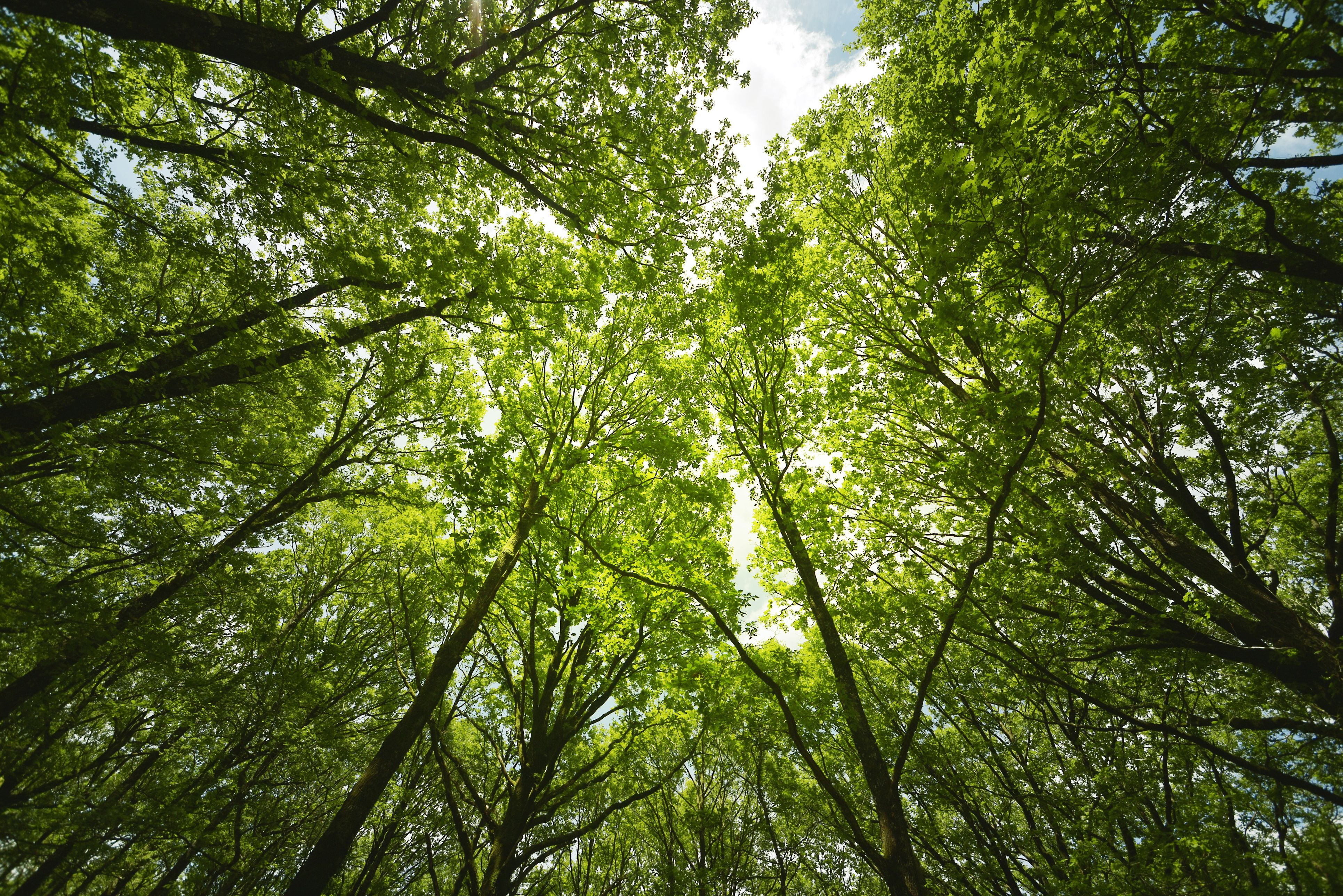 Pequeñas pasas hacia la sosteniblitat ecològica | iStock