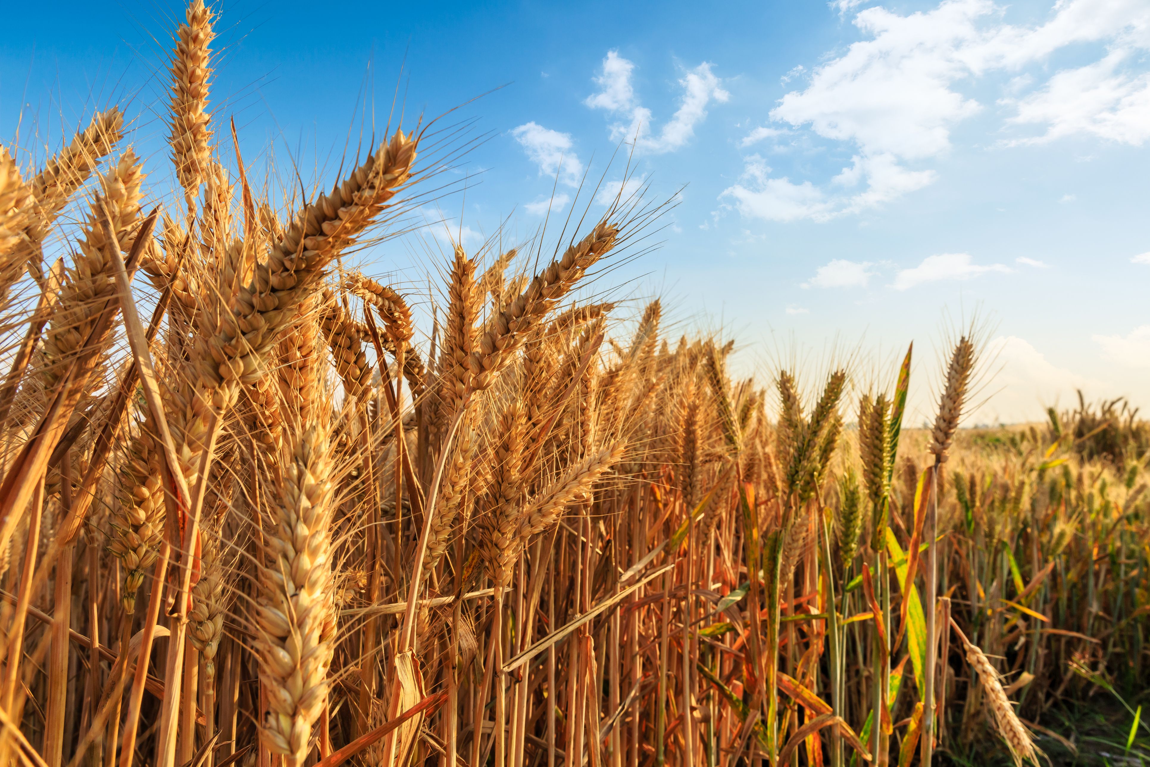 Los agrocarburants van néixer para frenar el cambio climàtic y ahora pueden agravar lo | iStock