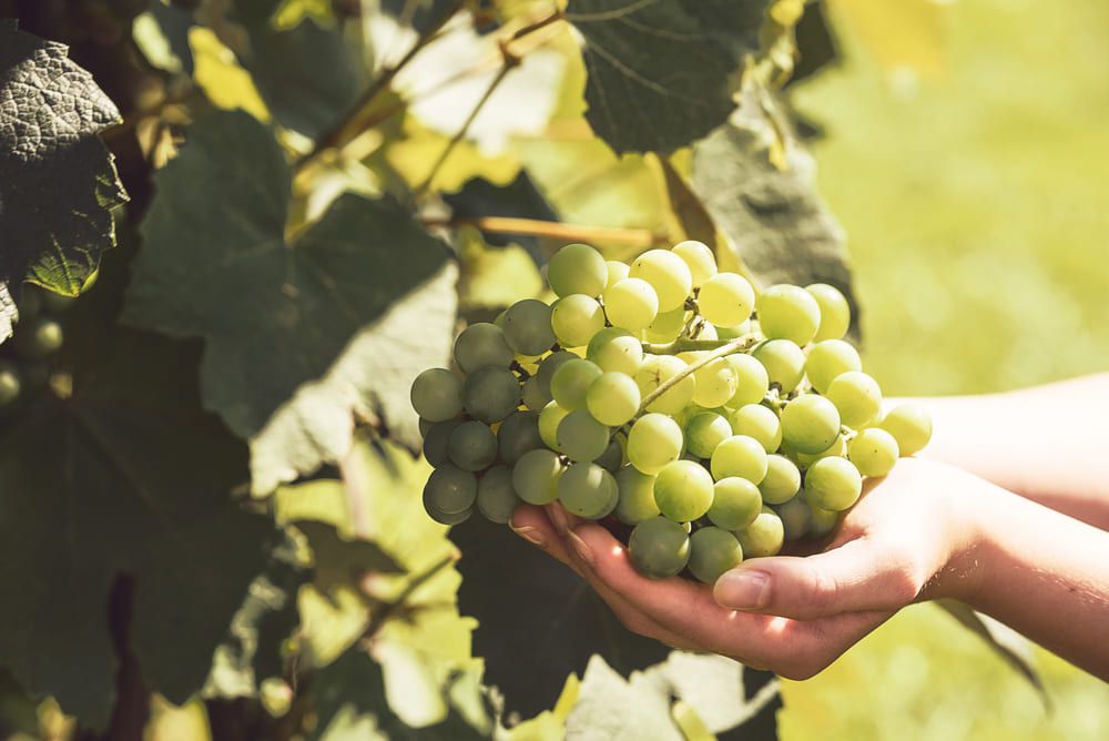 La sexta edició de La Verema del Cava se celebra entre el 5 y el 26 de septiembre | Cedida