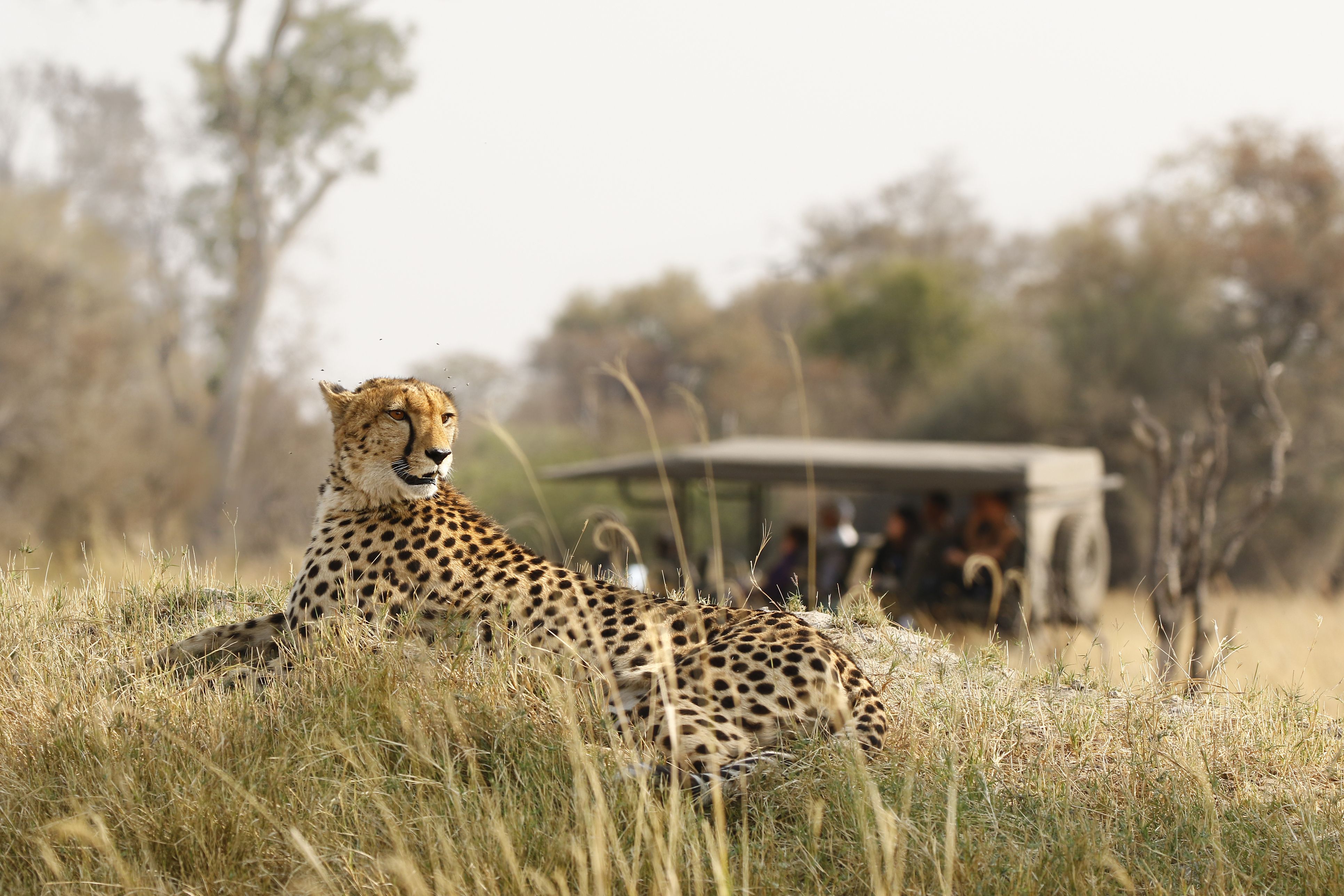 Cuatro destinos africanos han reinventado el turismo con la pandèmia | iStock