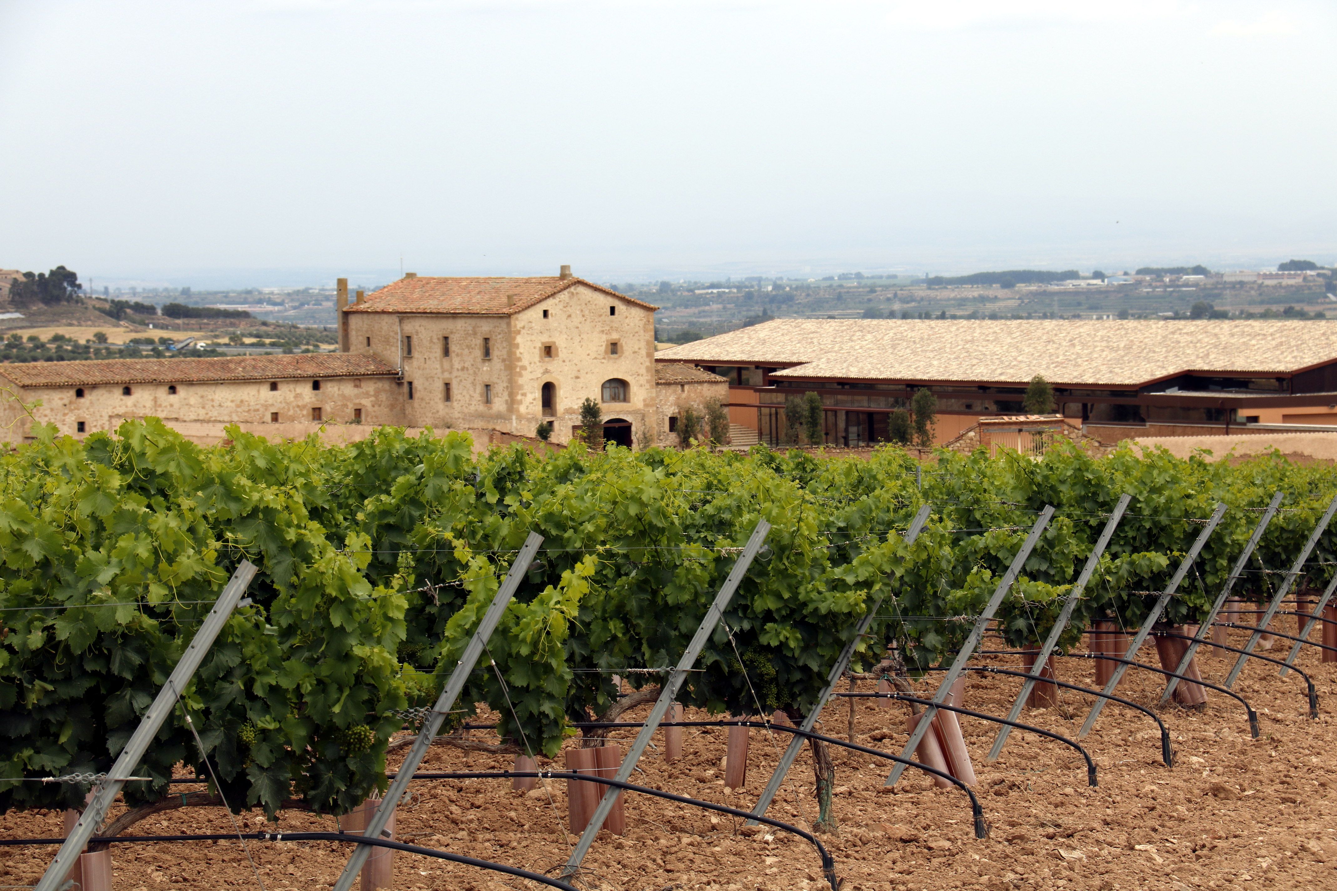 La Bodega el Purgatorio de Familia Torres, a Juneda | ACN