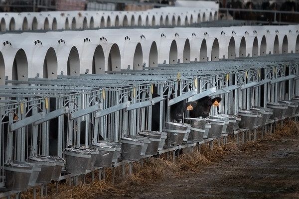 La ramaderia intensiva és necessària per a cobrir les necessitats de la població | EP