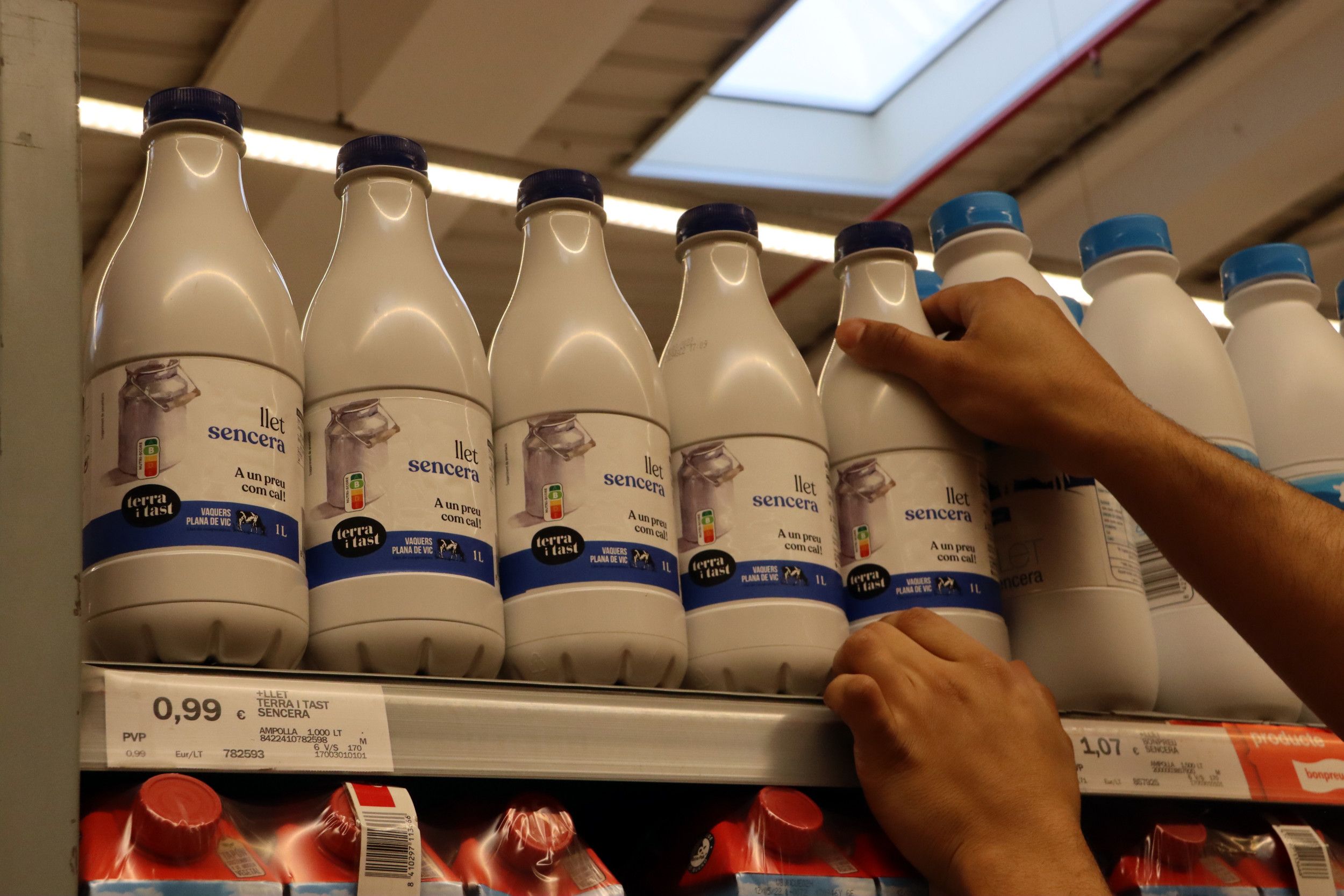 Terra i Tast empezará distribuyendo 20.000 litros de leche a la semana | ACN