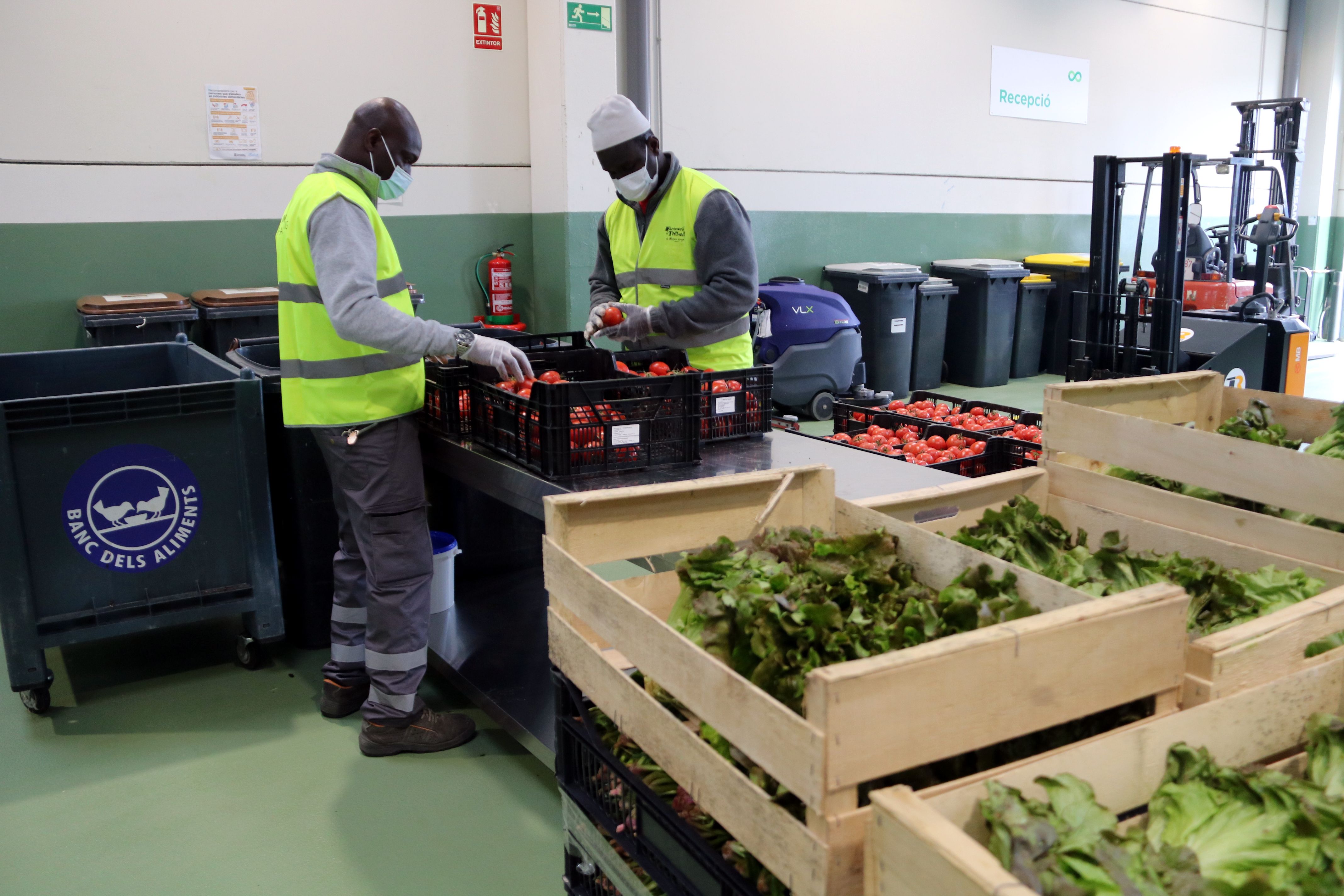 Dos treballadors del centre triant tomàquets | ACN