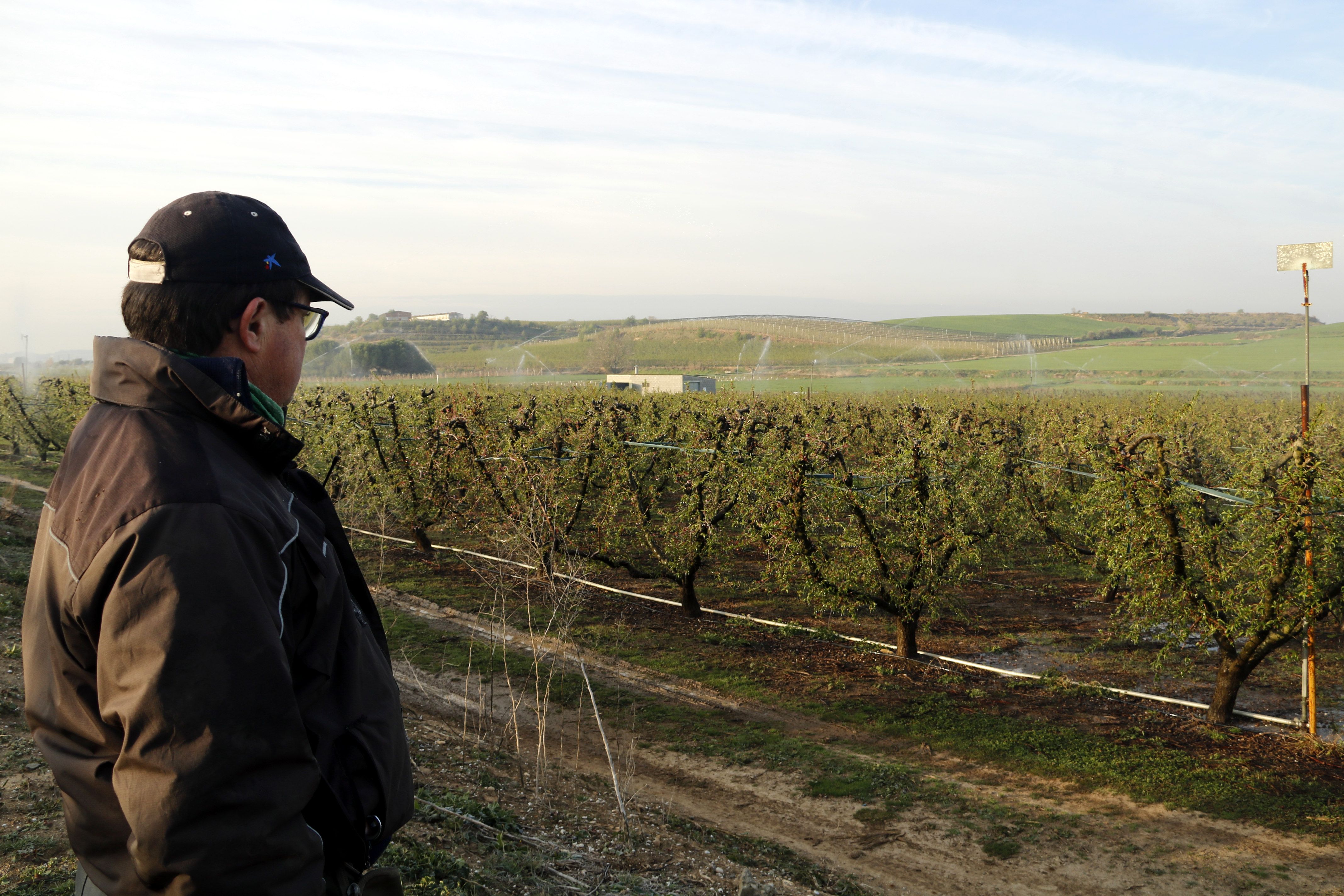 Reg d'aspersió en funcionament en una finca de fruita dolça de Corbins | ACN