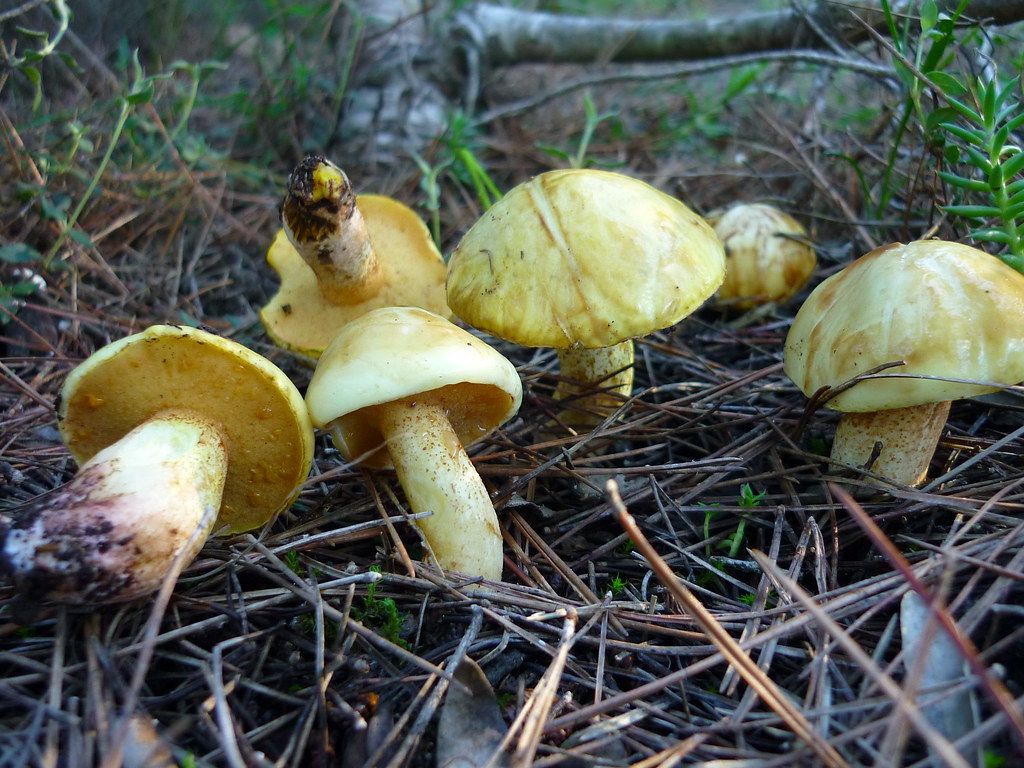 La producció de bolets a les zones més altes del Pirineu serà la més afectada pel canvi climàtic | Cedida