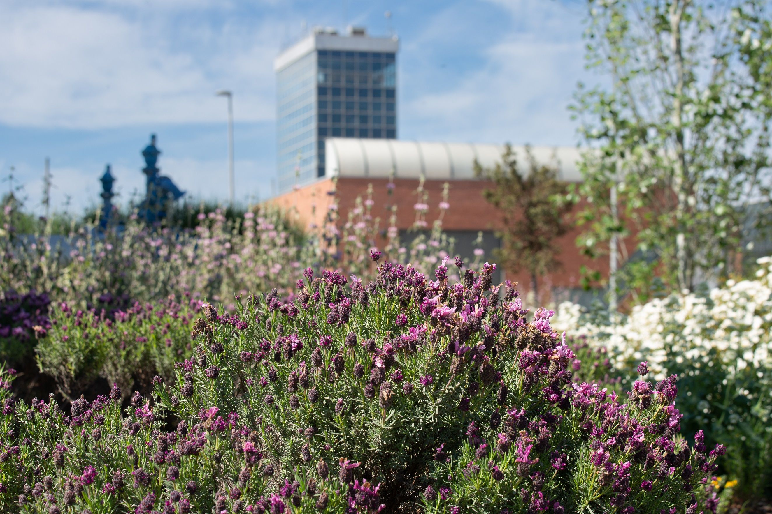 Naturalització de la planta potabilitzadora de Sant Joan Despí (Aigües de Barcelona) | Cedida