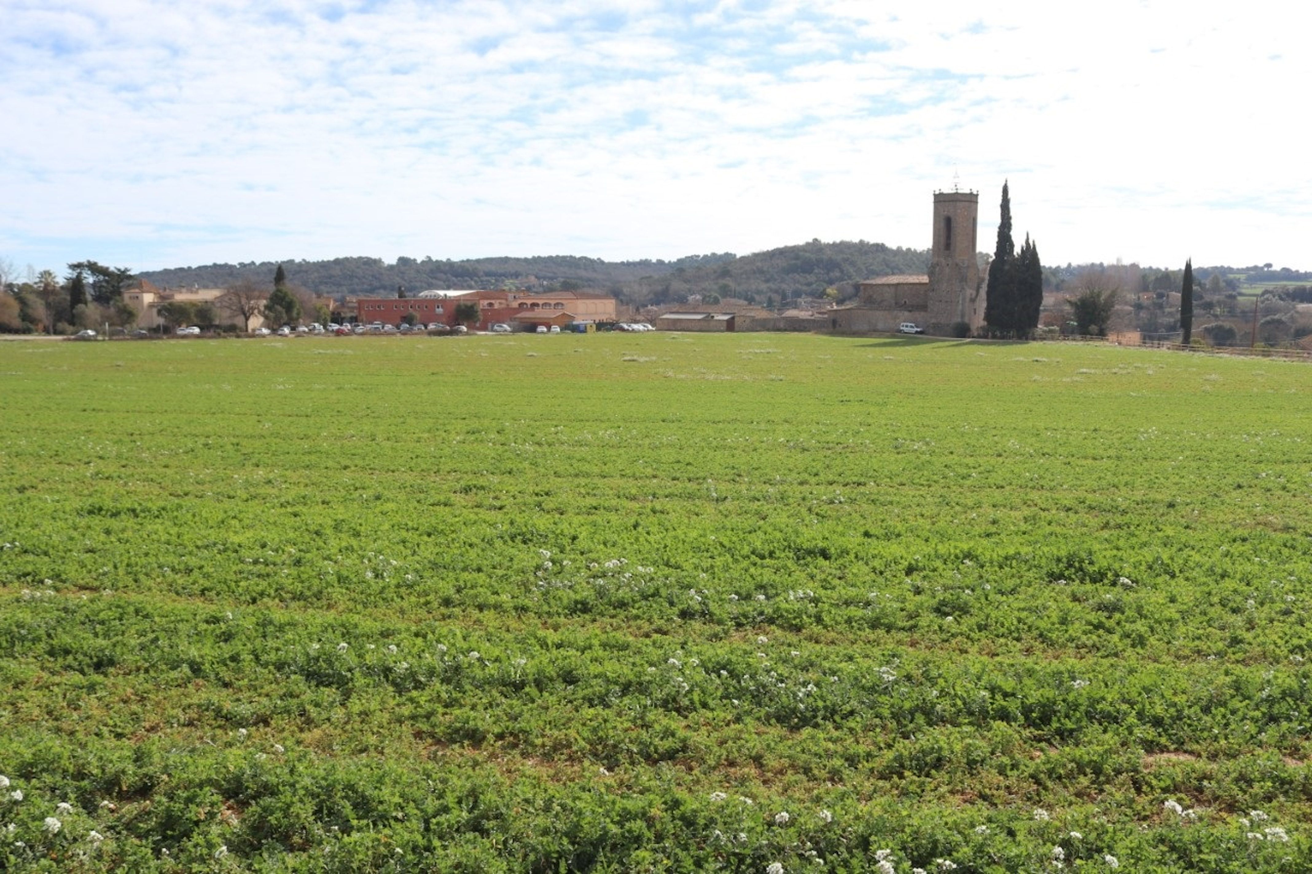 Uno de los cultivos de Monells que participan en el proyecto europeo LIFE AgroForAdapt | ACN