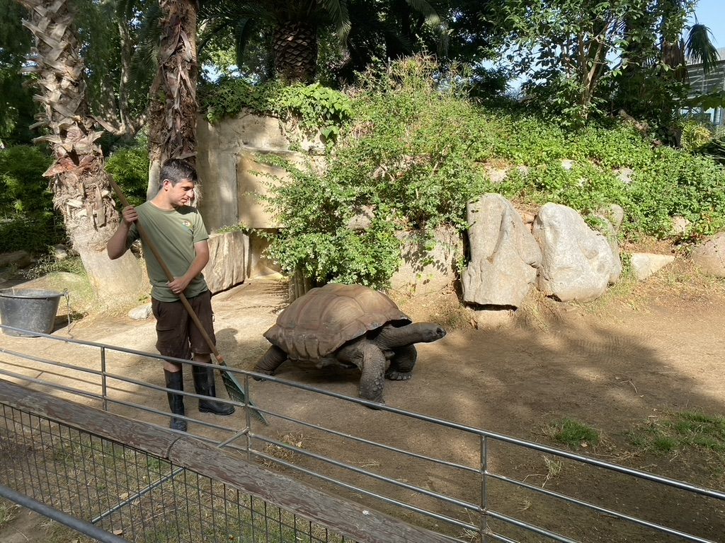 Jordi Gutiérrez en el terrario del Zoo, con una de las tortugas, al inicio de la jornada laboral