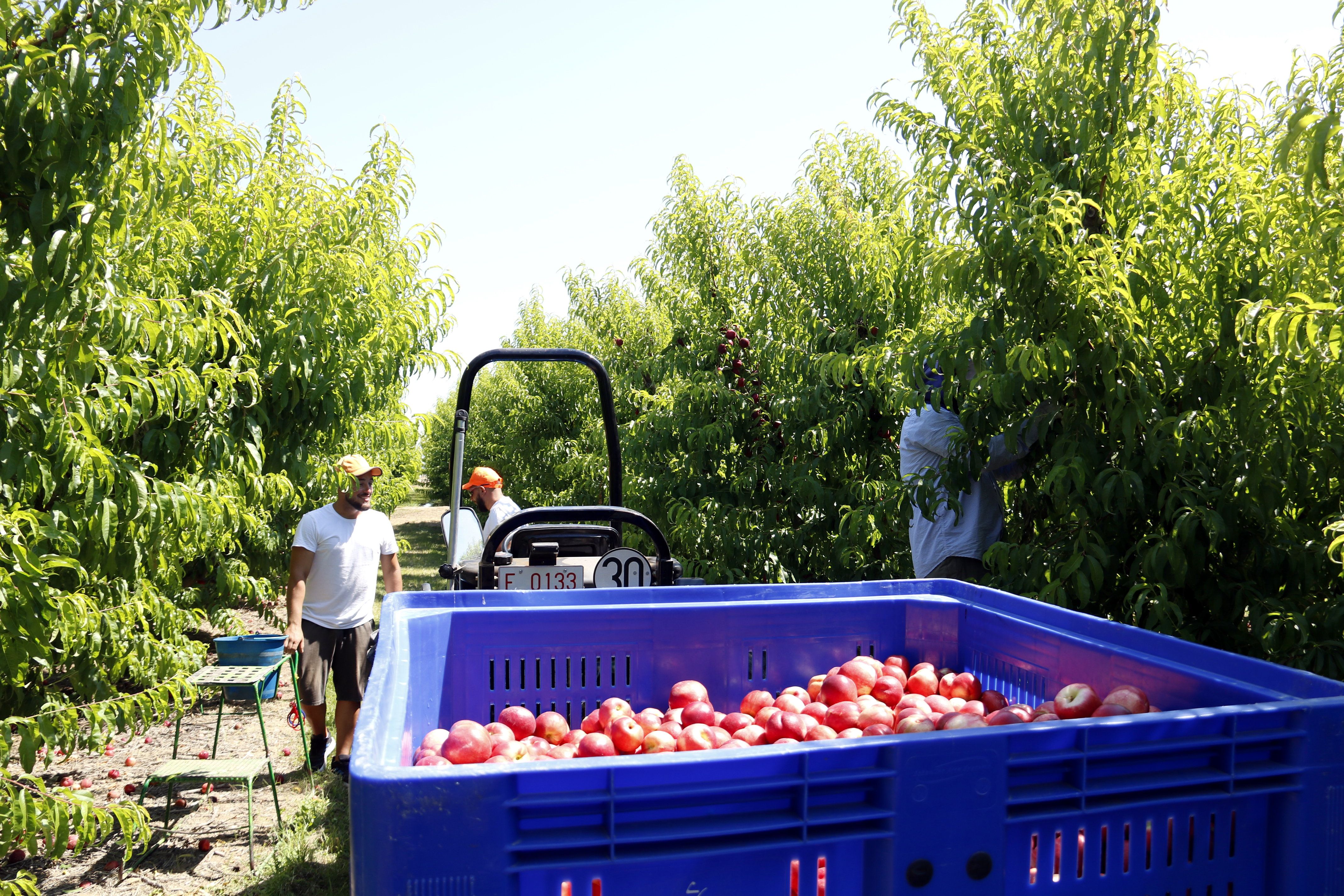 Temporeros, trabajando en una finca de Torres de Segre | Laura Cortés