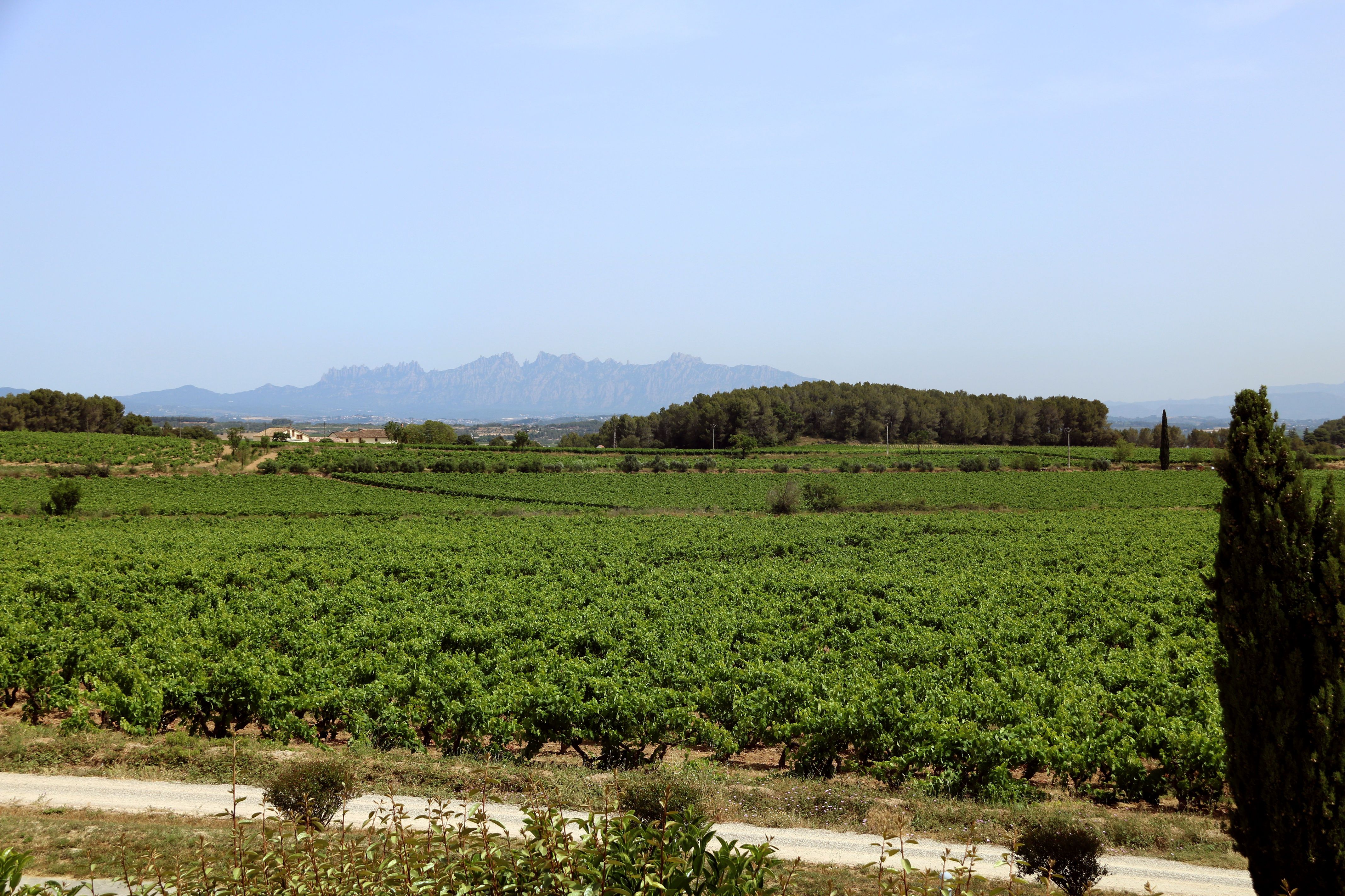 Vinyes del Penedès amb Montserrat al fons | Cedida