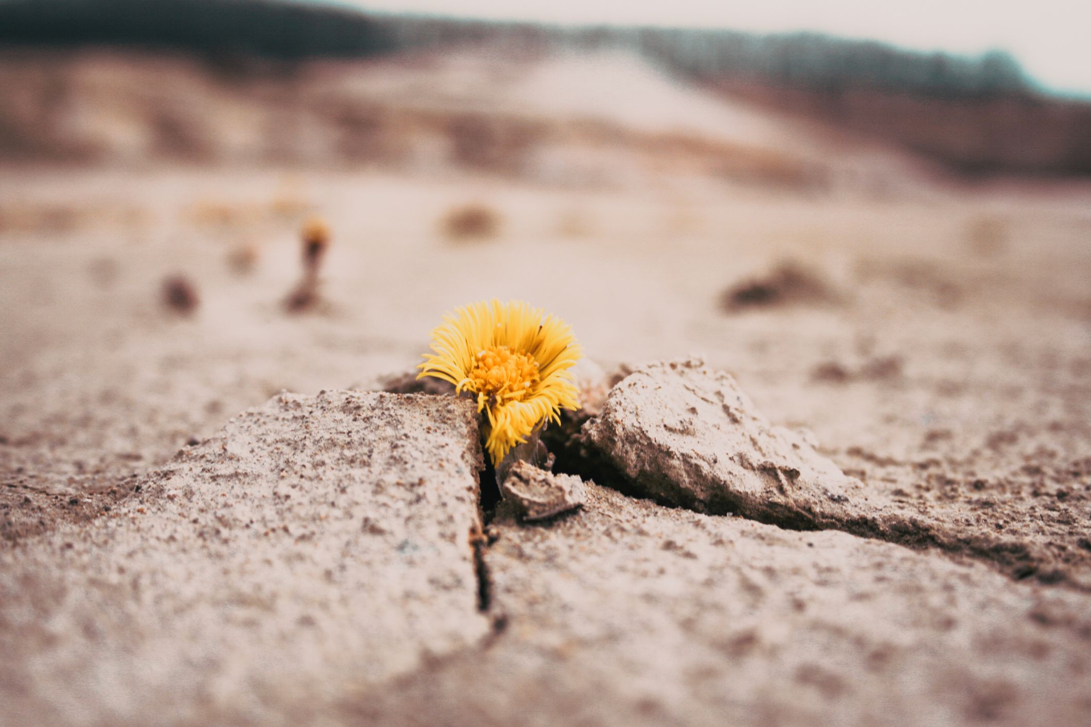 Flor amarilla que crece en tierra seca y agrietada | iStock