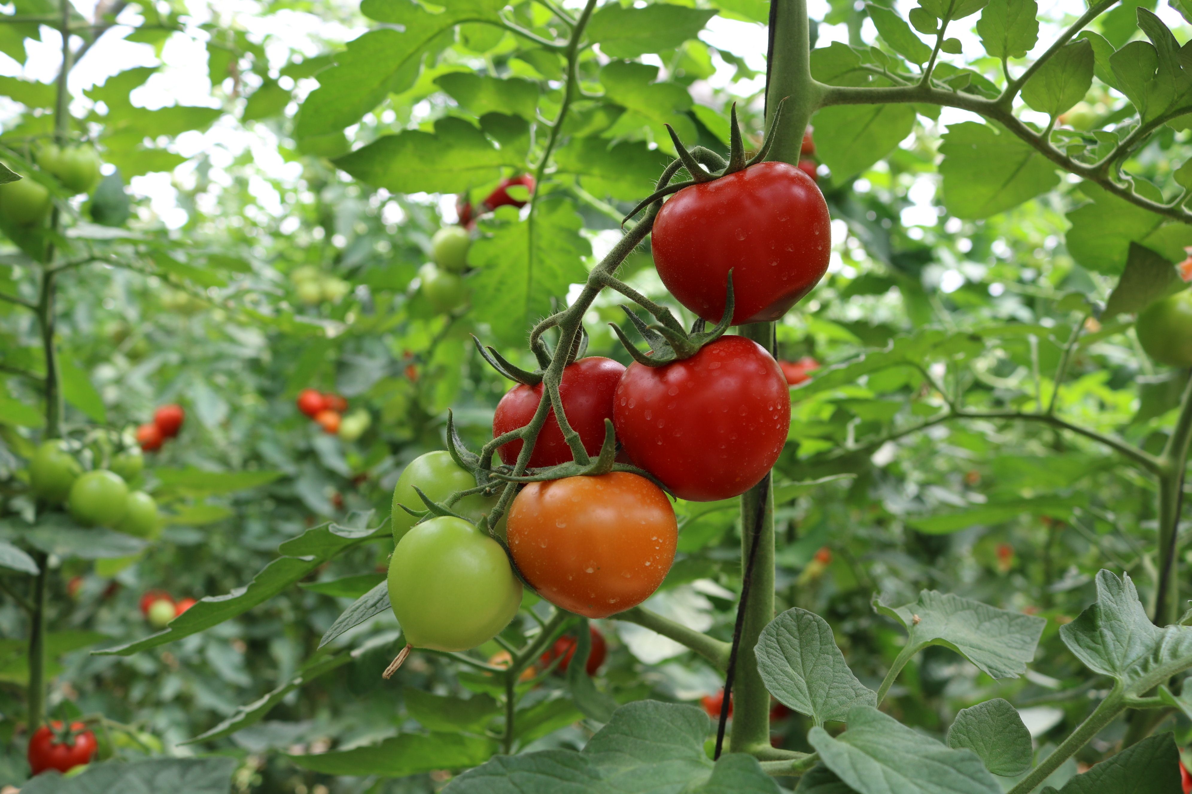 Soulblim és un productor de tomàquets ecològics del Baix Llobregat | Cedida