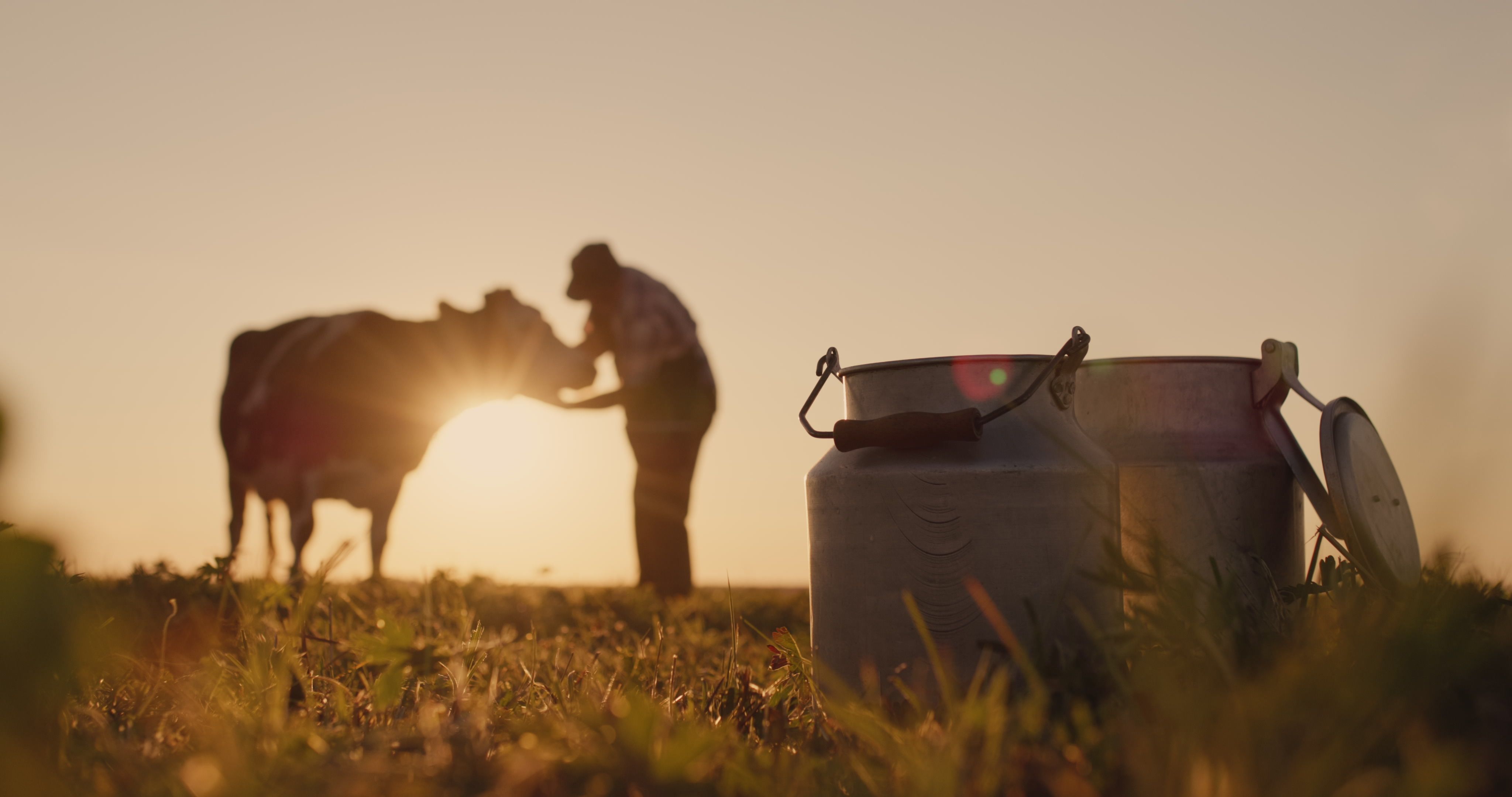 Un granger a prop d'una vaca | iStock