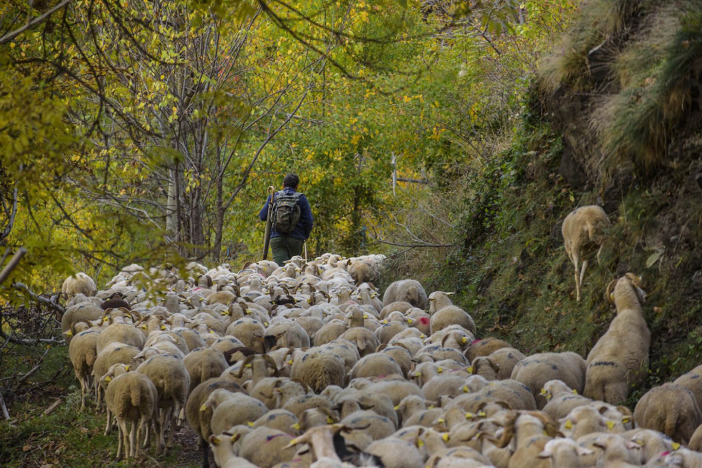 Un pastor de ovejas en el Alto Pirineo de Lleida | parcsnaturals.gencat.cat