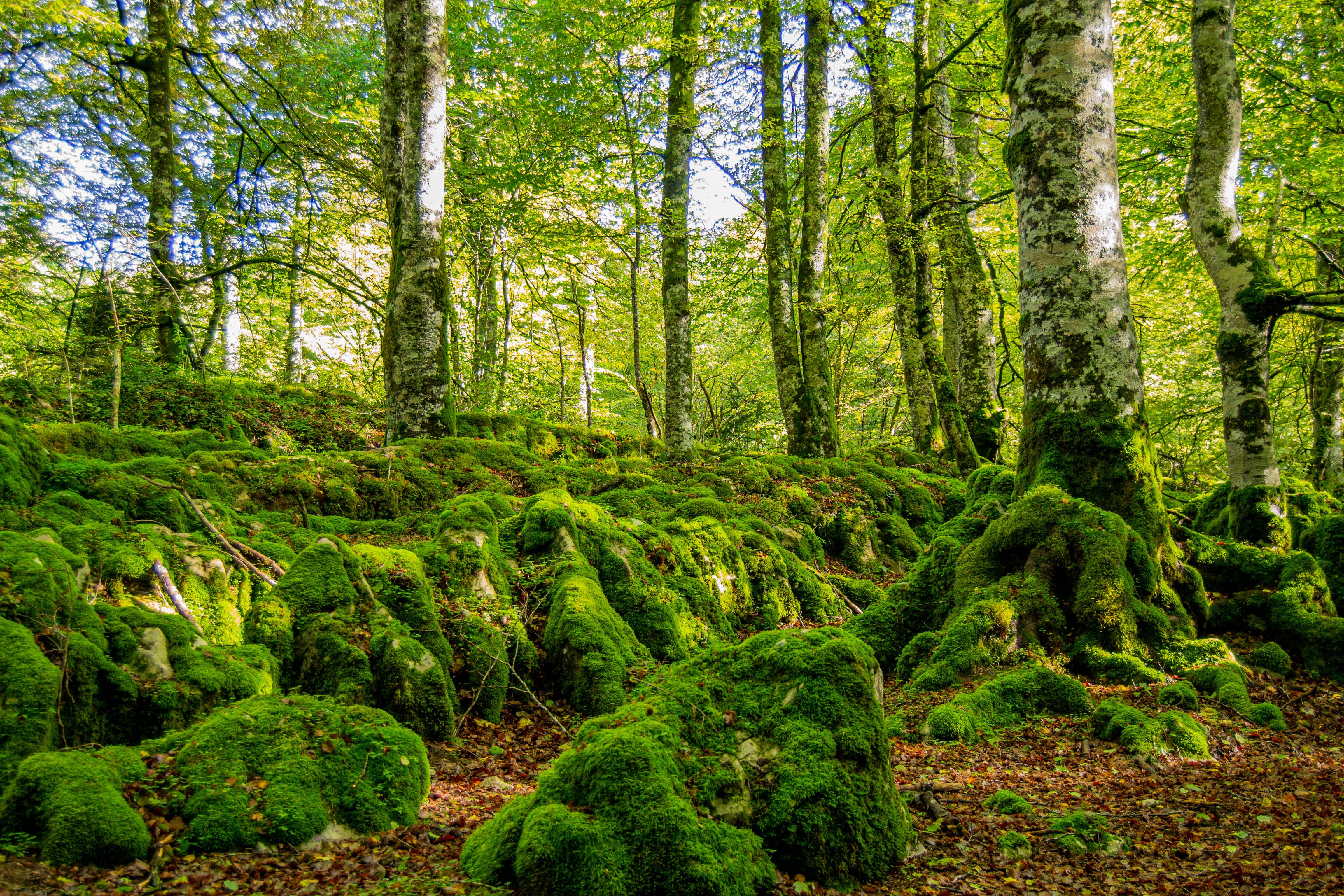 Imagen de un bosque | iStock