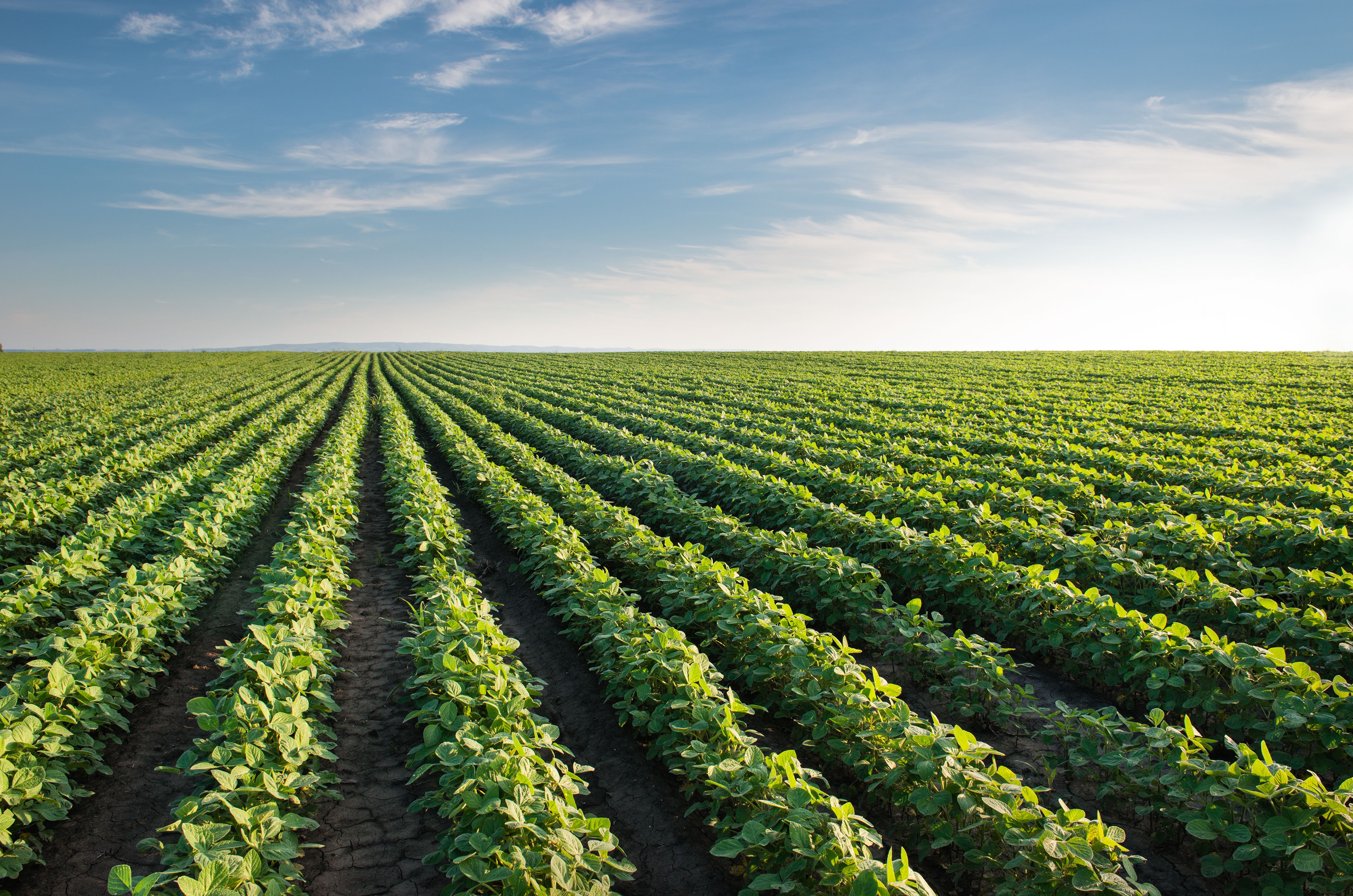 Imagen de un campo de soja | iStock