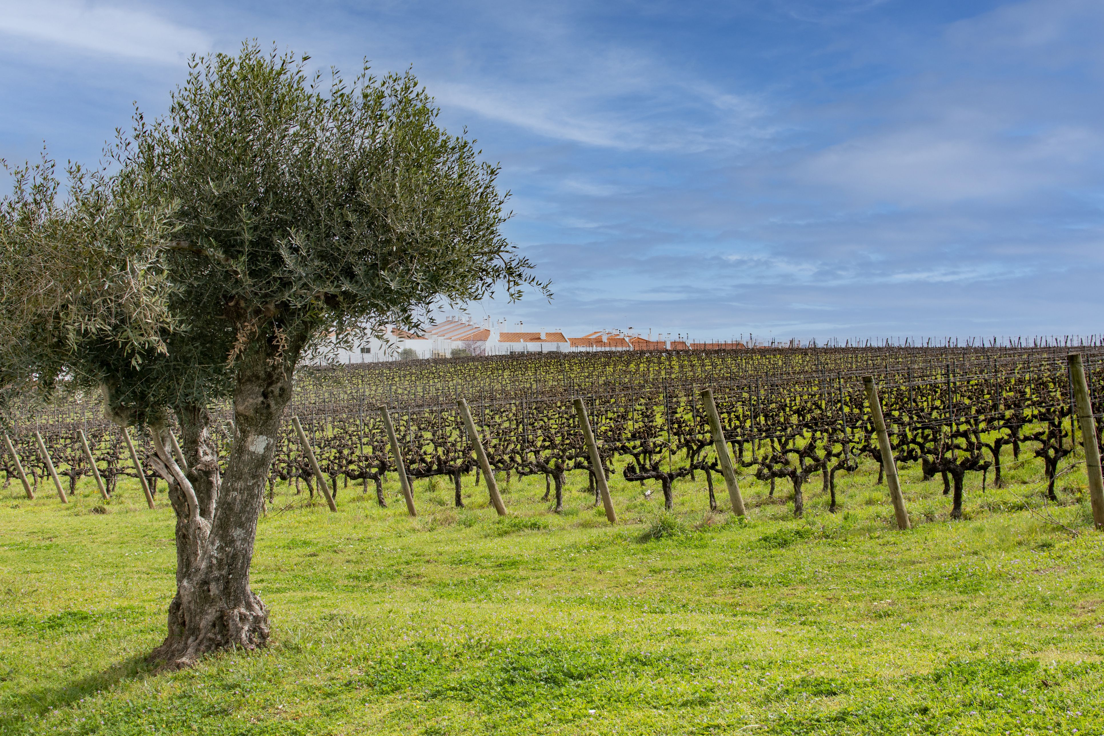 Imagen de un campo | iStock