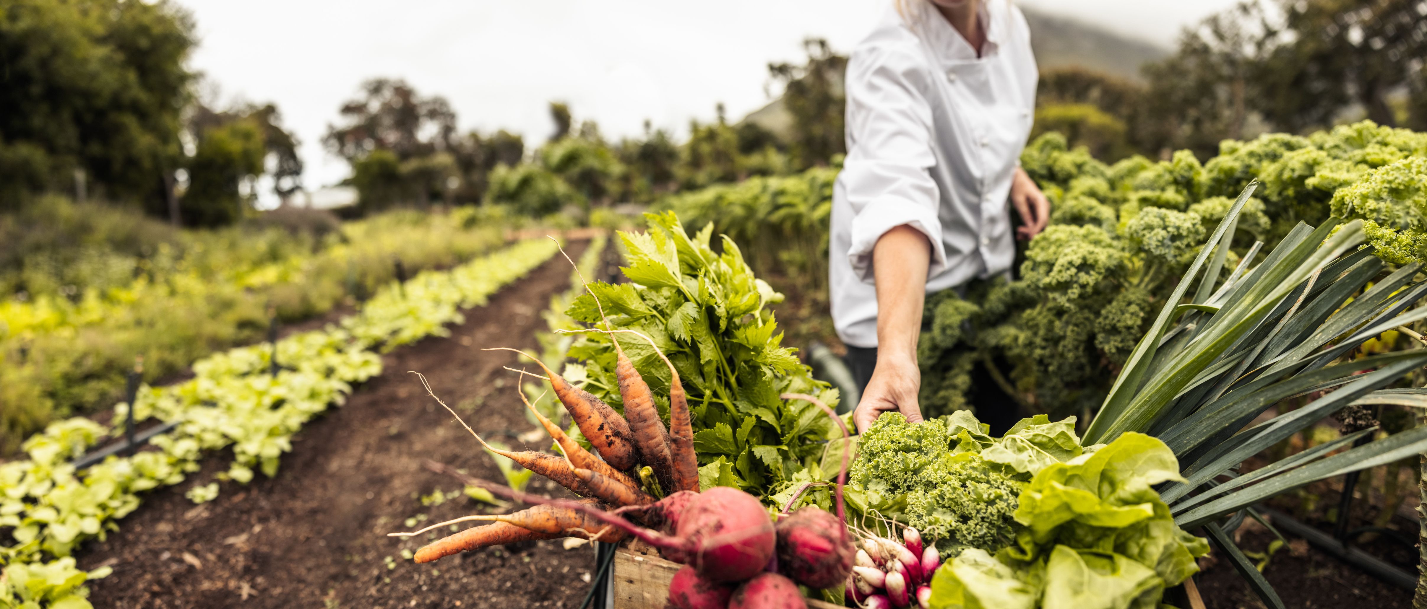 Imatge d'un camp de vegetació | iStock